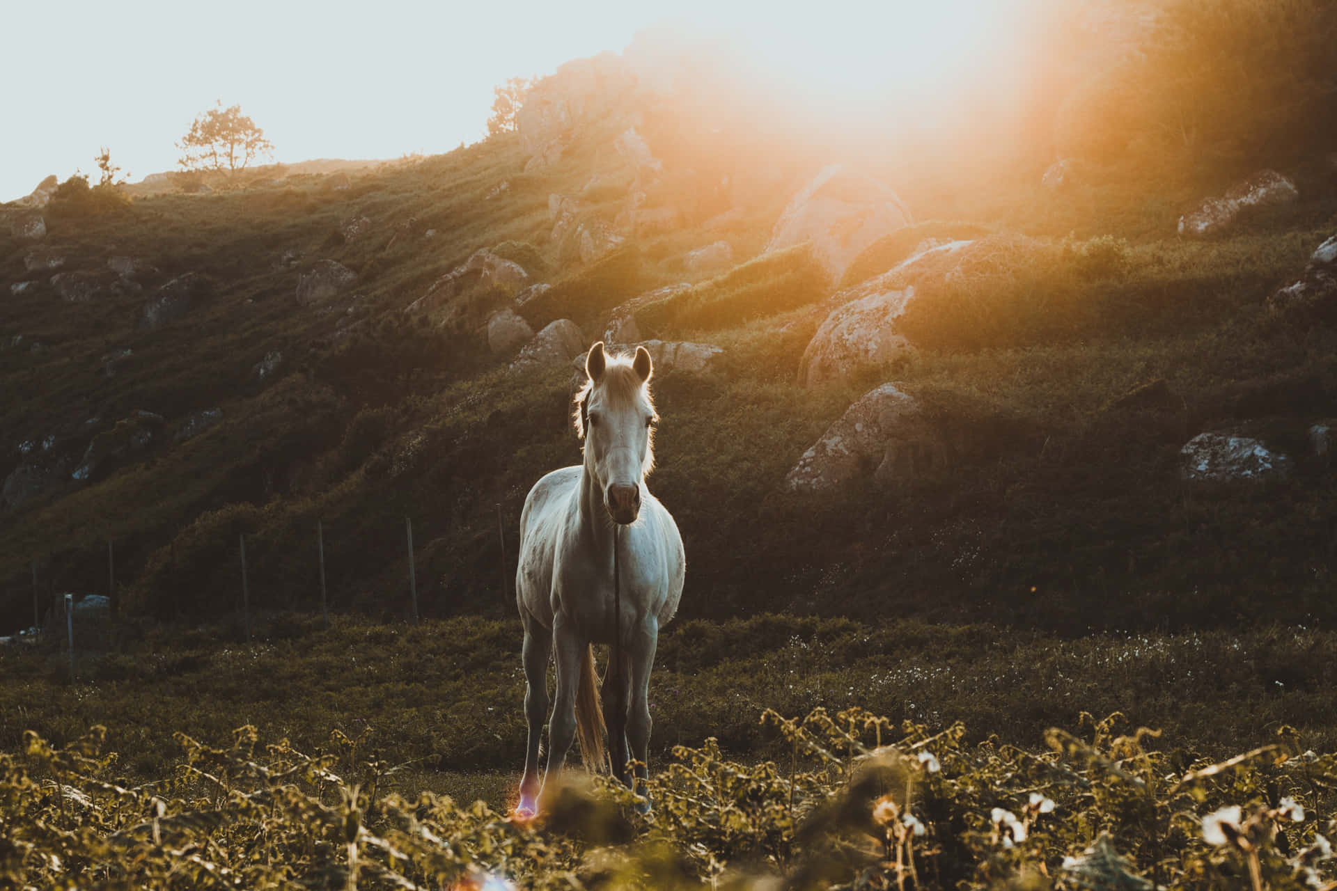 Sunset_ Horse_on_ Hillside.jpg Background