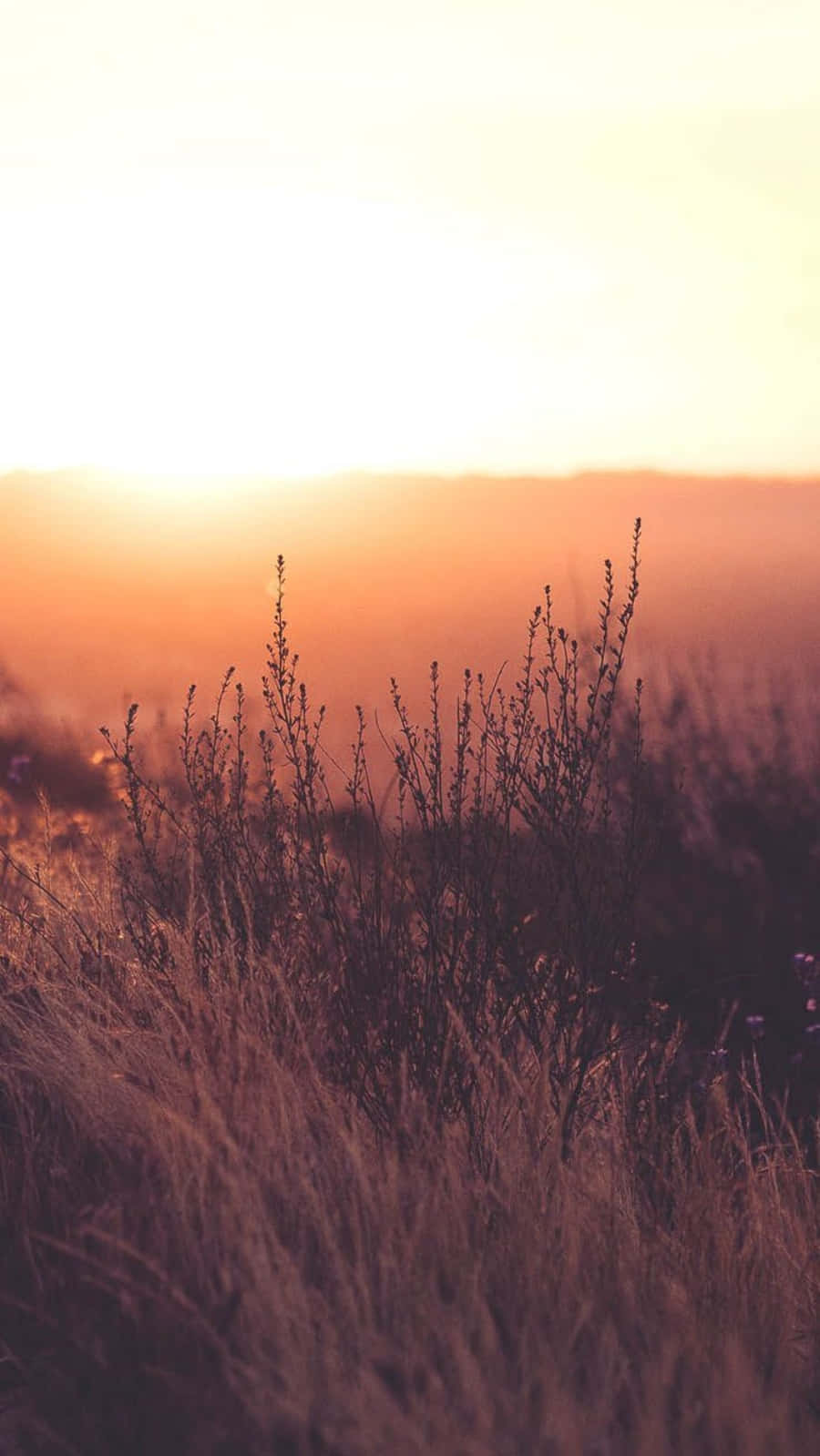 Sunset In The Fields Relaxing Iphone