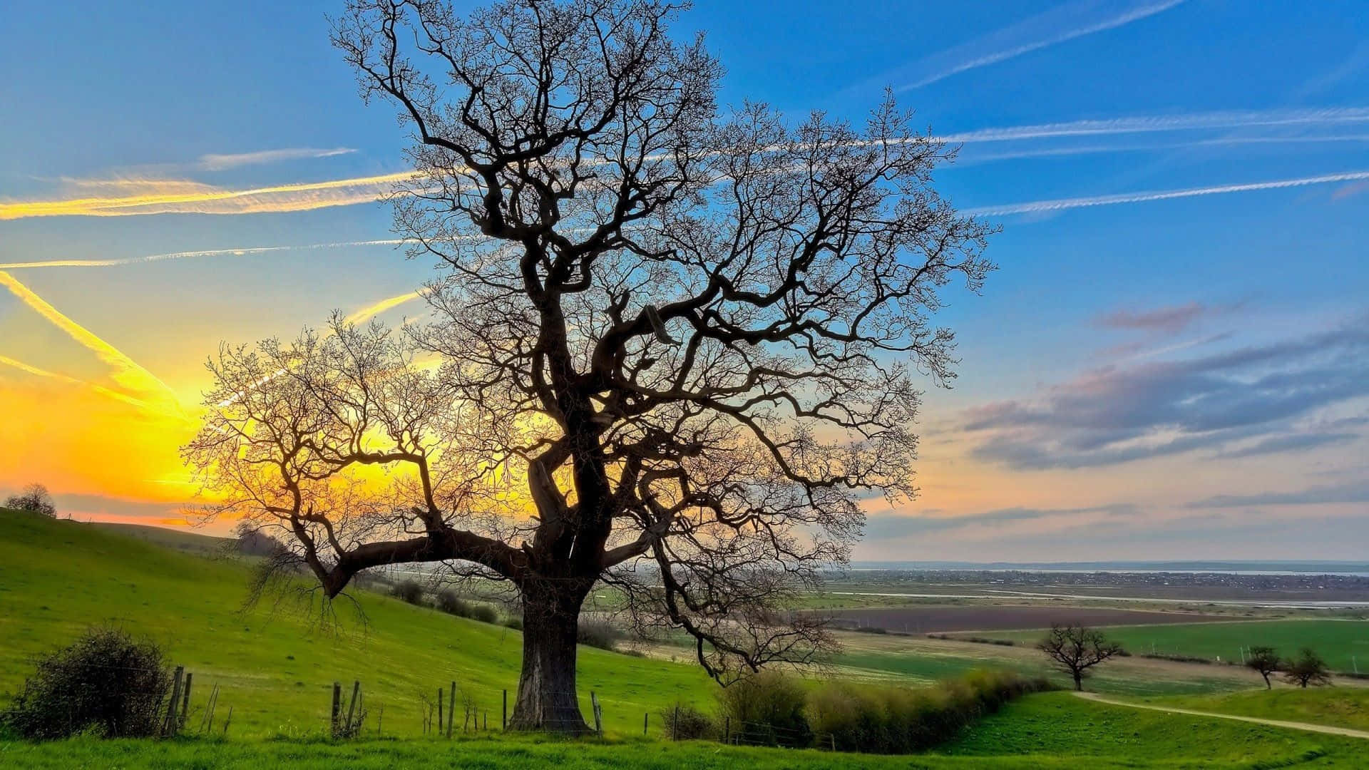 Sunset Landscape With Oak Trees Background