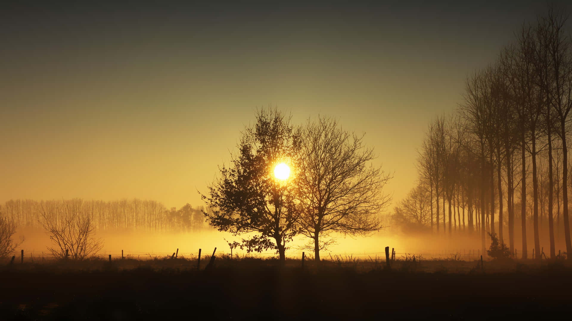 Sunset Light Passing Through Trees Background