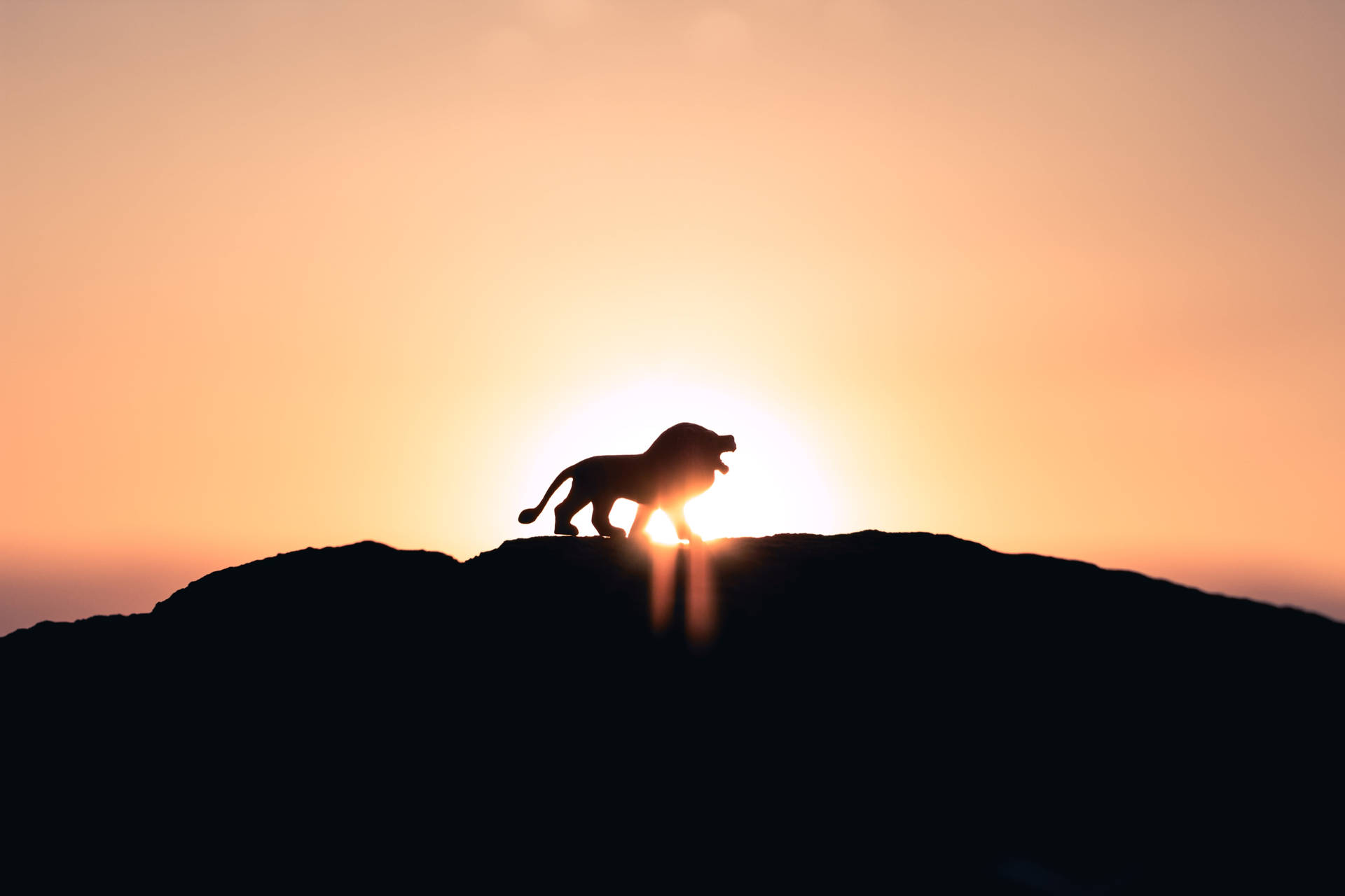 Sunset Lion Laptop Background