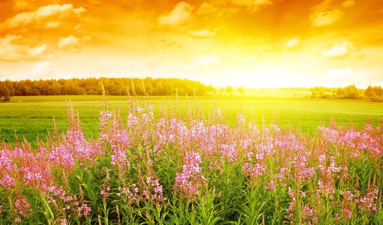 Sunset Meadow Floral Bliss Background
