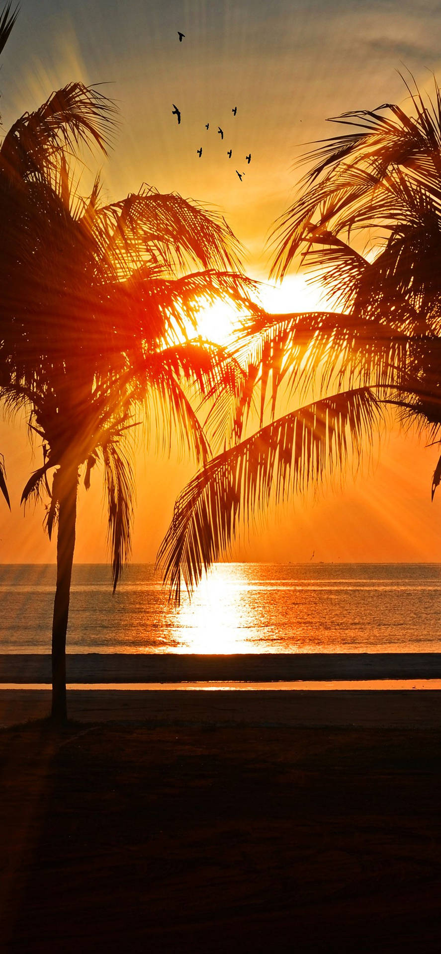 Sunset Ocean And Palms Background