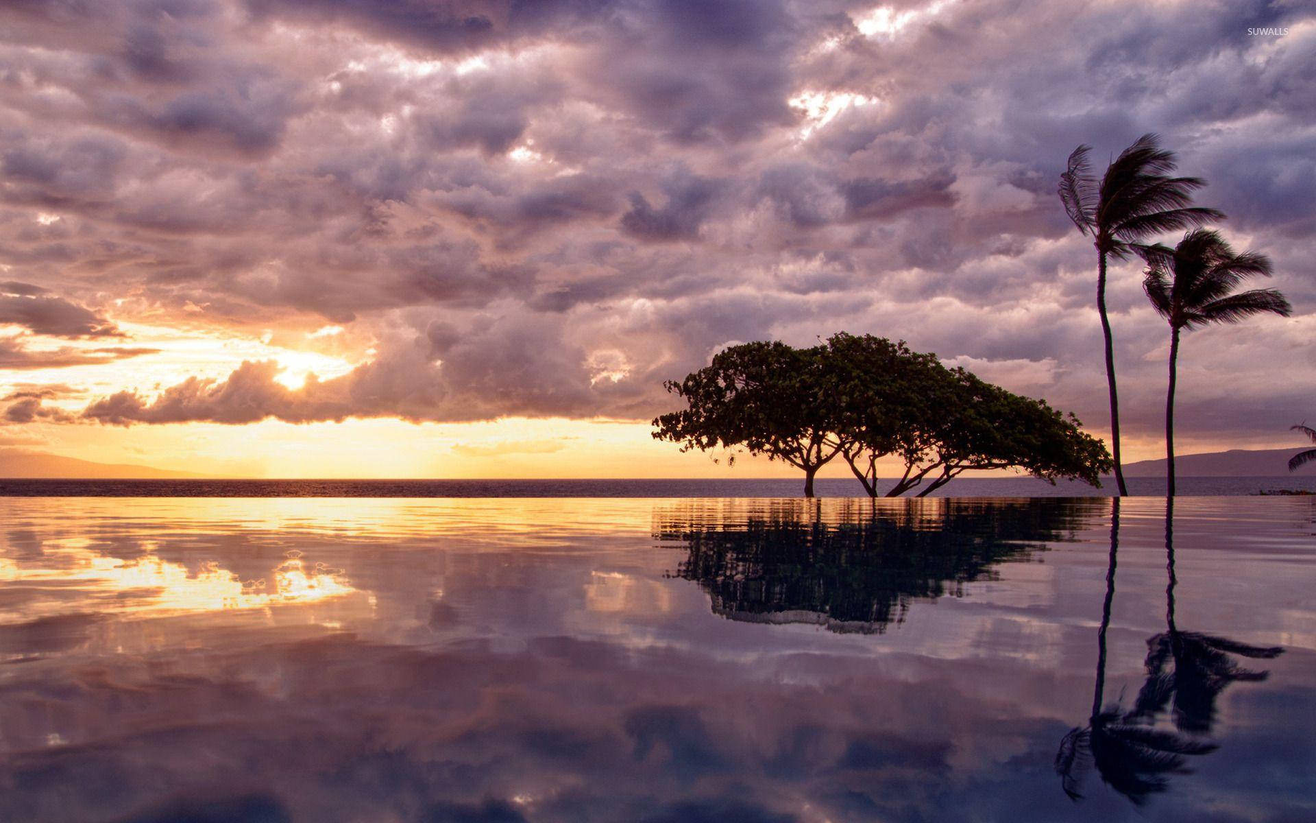 Sunset Ocean Tree Silhouettes Background