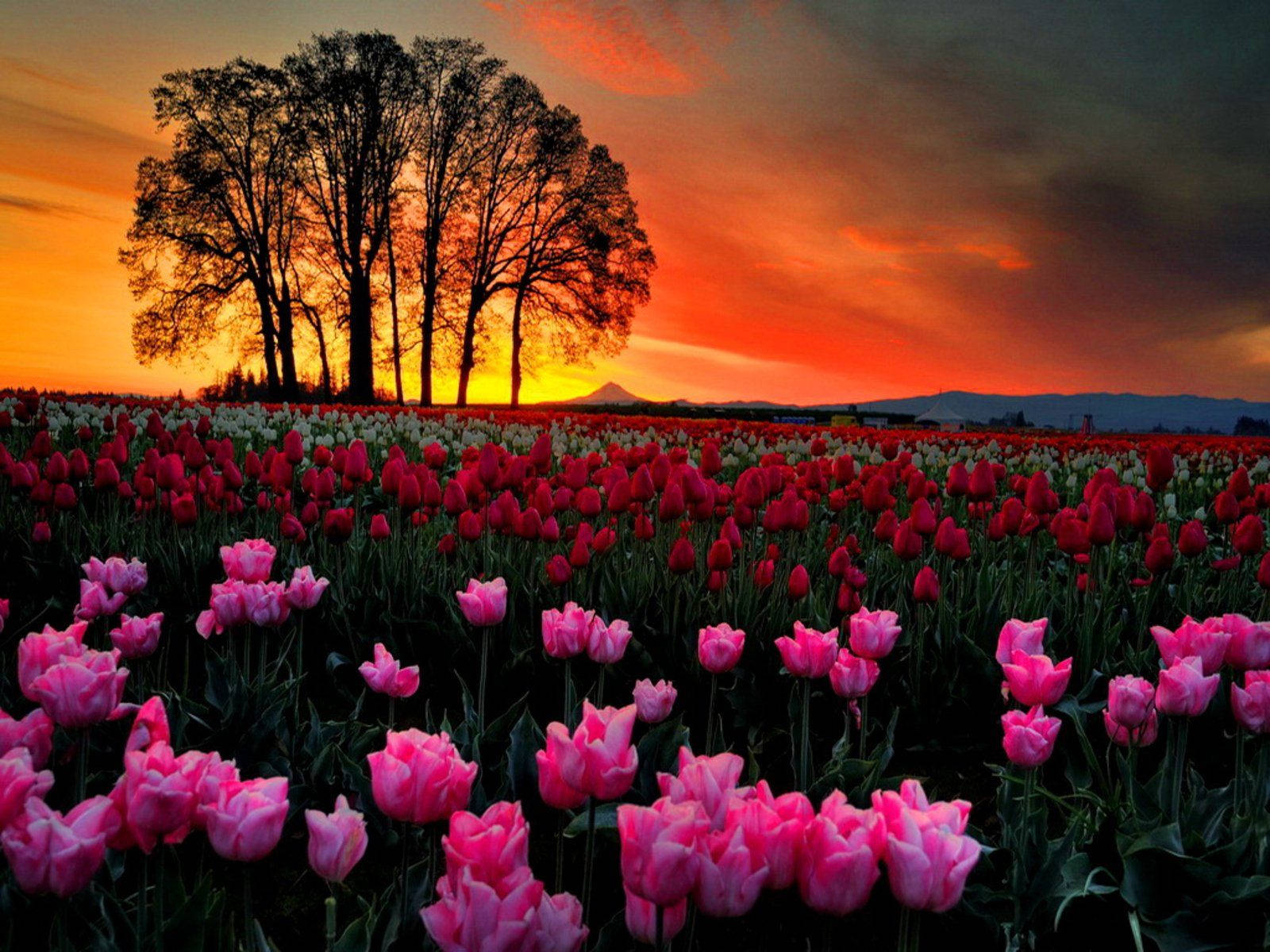 Sunset On Cute Pink Flower Field Background