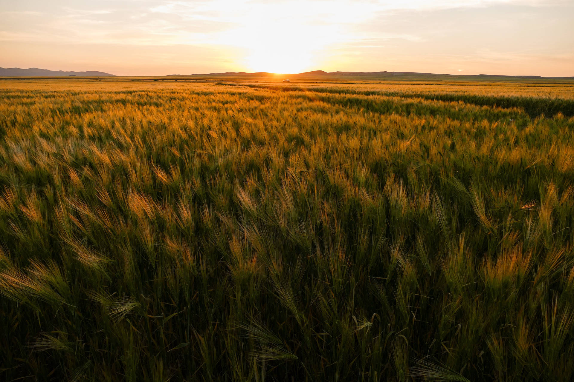 Sunset On Field Hotmail Background