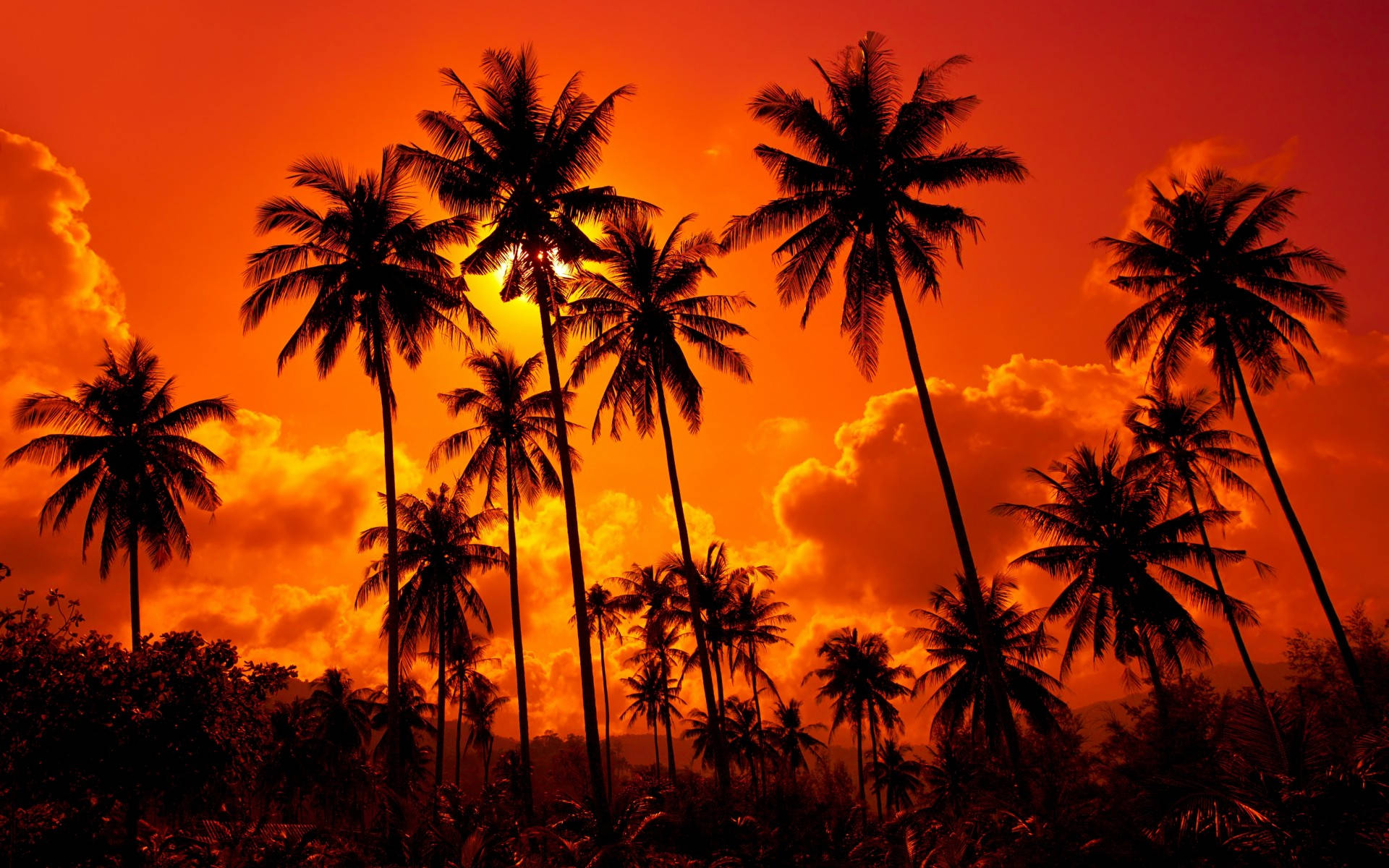 Sunset Orange Sky With Coconut Trees Background