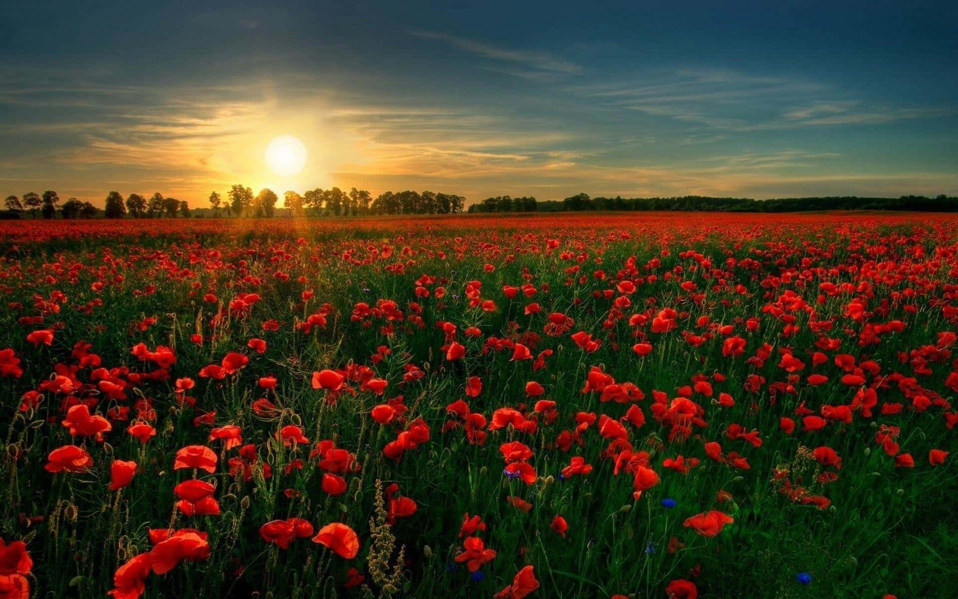 Sunset Over Poppy Field Landscape Background