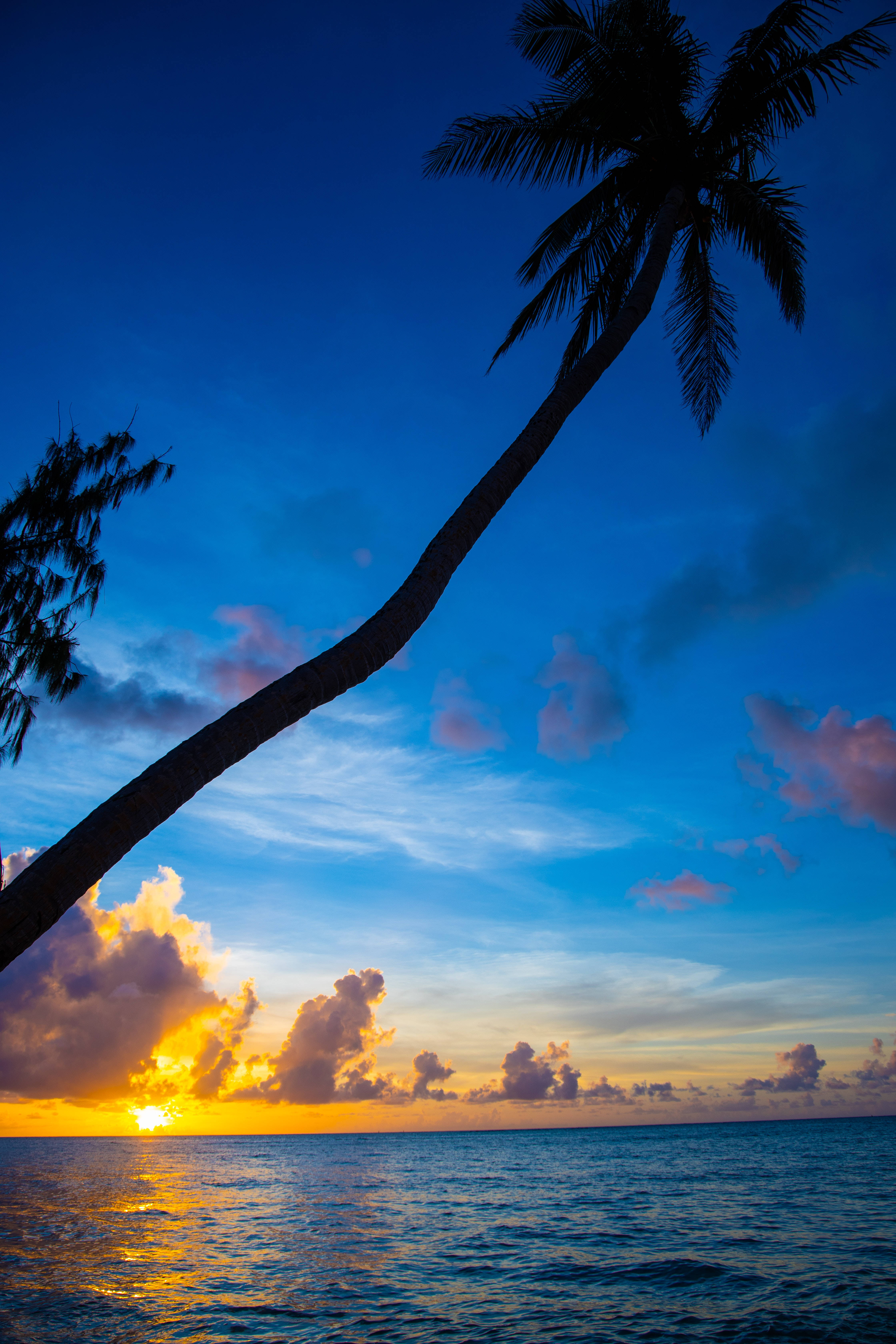 Sunset Palm Tree Beach Android Background