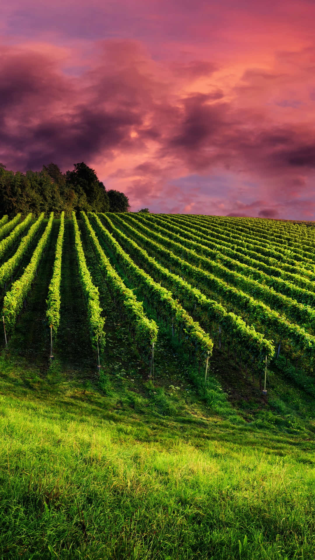 Sunset Sky In Vineyard Background