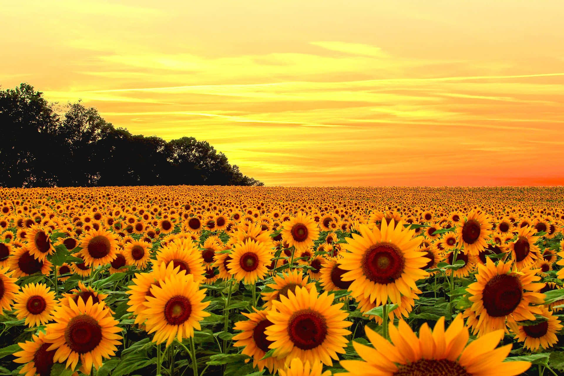 Sunset Sunflower Field Glow Background