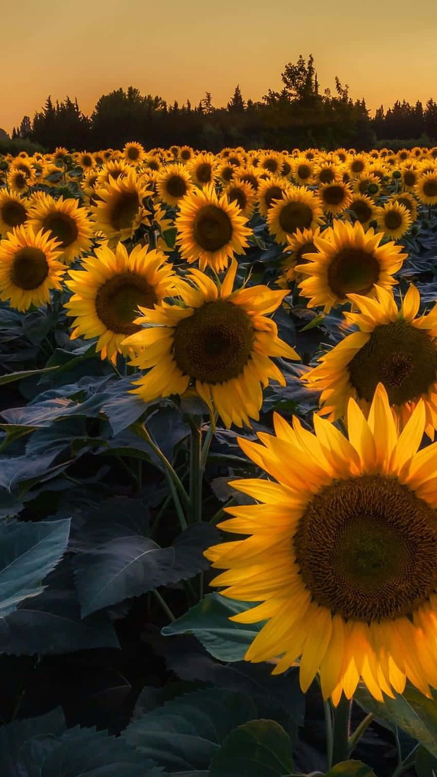 Sunset Sunflower Field Glow Background