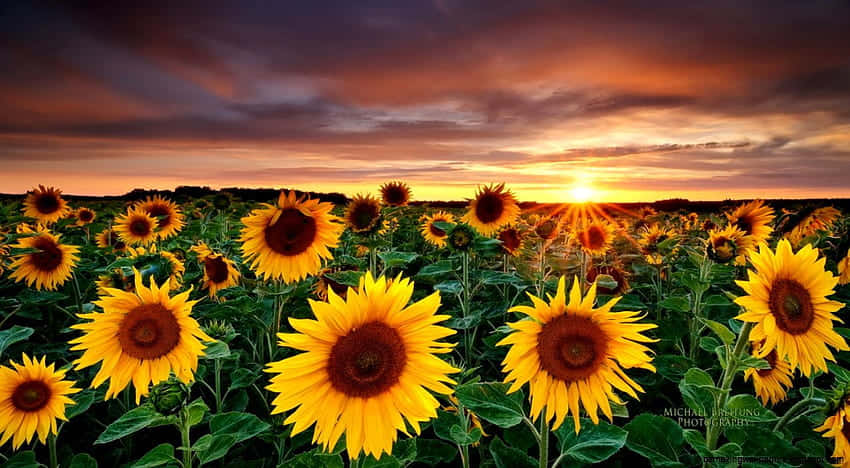 Sunset Sunflower Yellow Tumblr Aesthetic Background