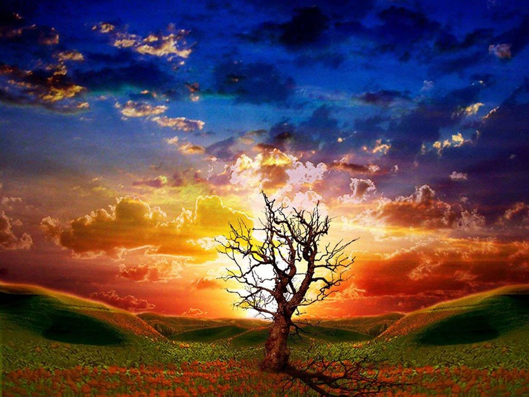 Sunset Tree Silhouette 3d Animation