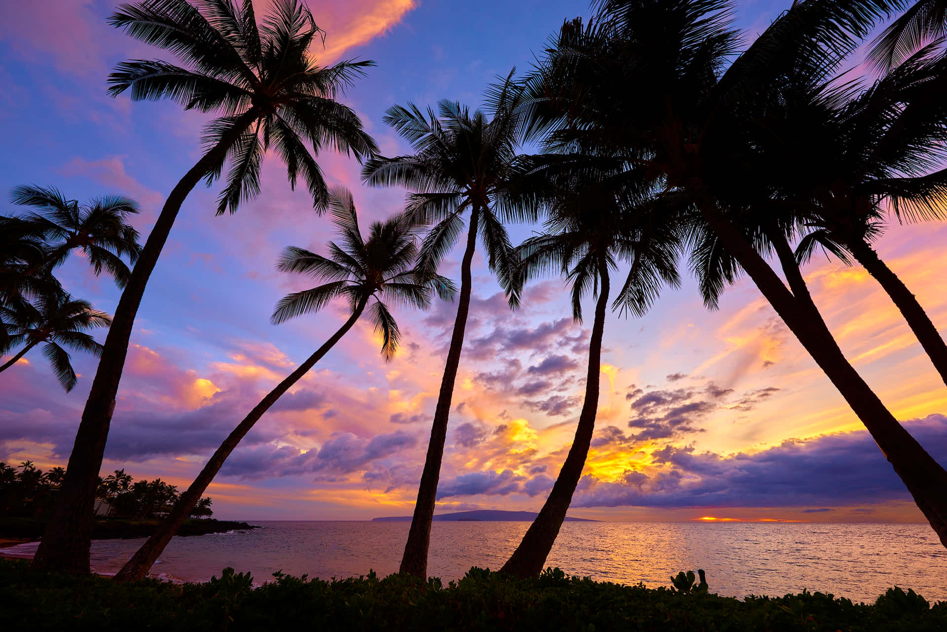 Sunset Vibe With Palm Tree