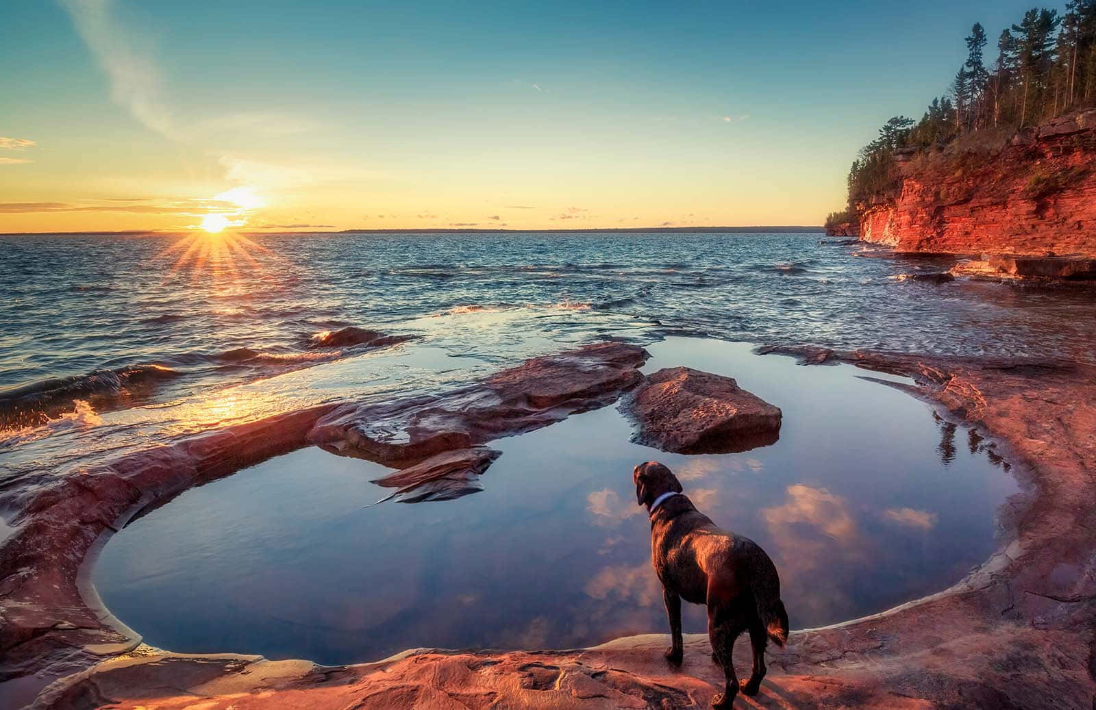 Sunset Watch Dog Lakeside Background