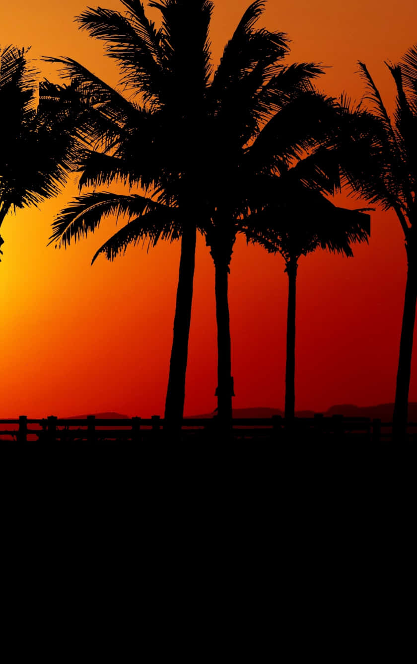 Sunset With Black Palm Tree