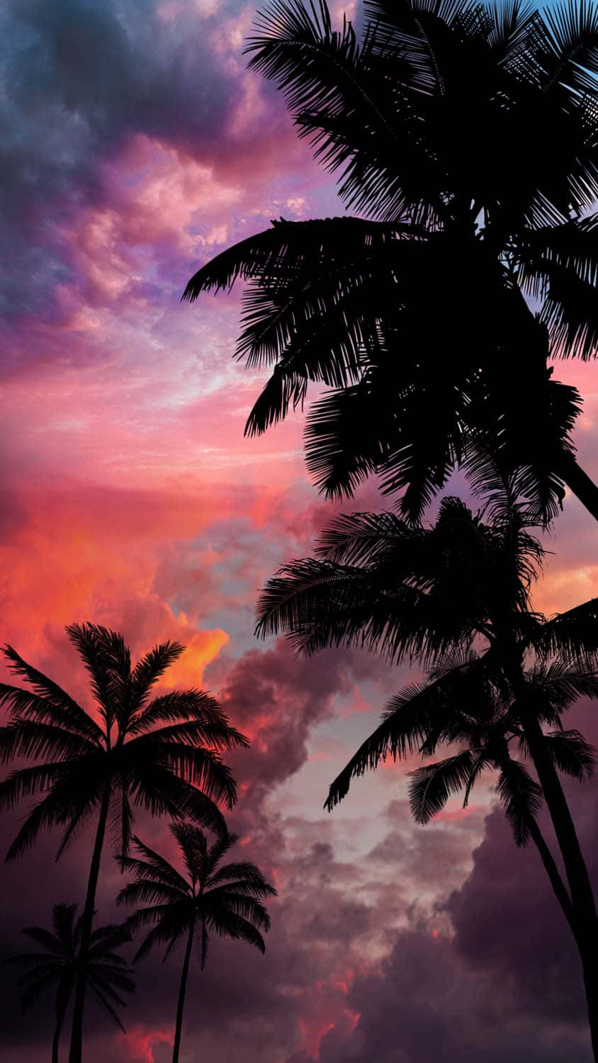 Sunset With Palm Tree Cloudy Sky