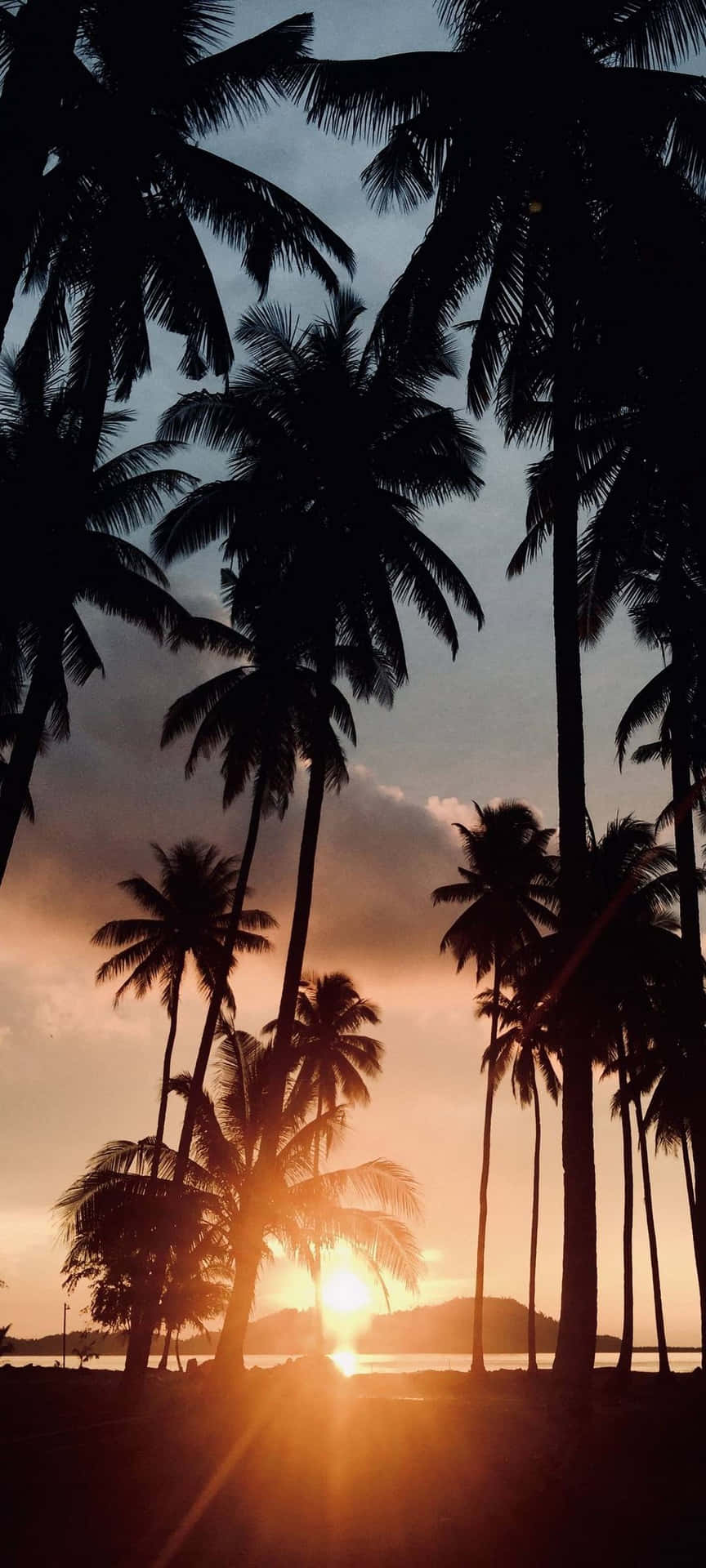 Sunset With Palm Tree Horizontal Background