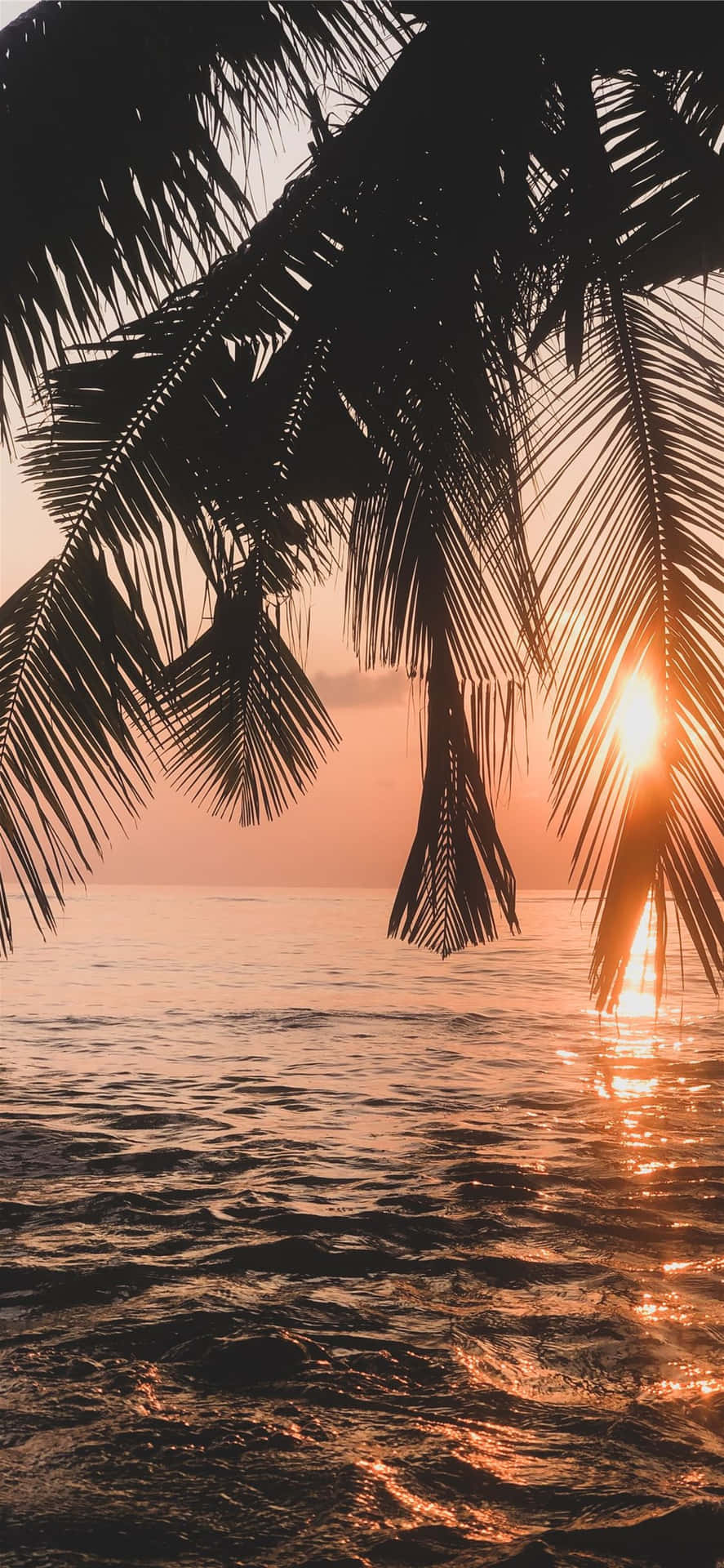 Sunset With Palm Tree Leaves