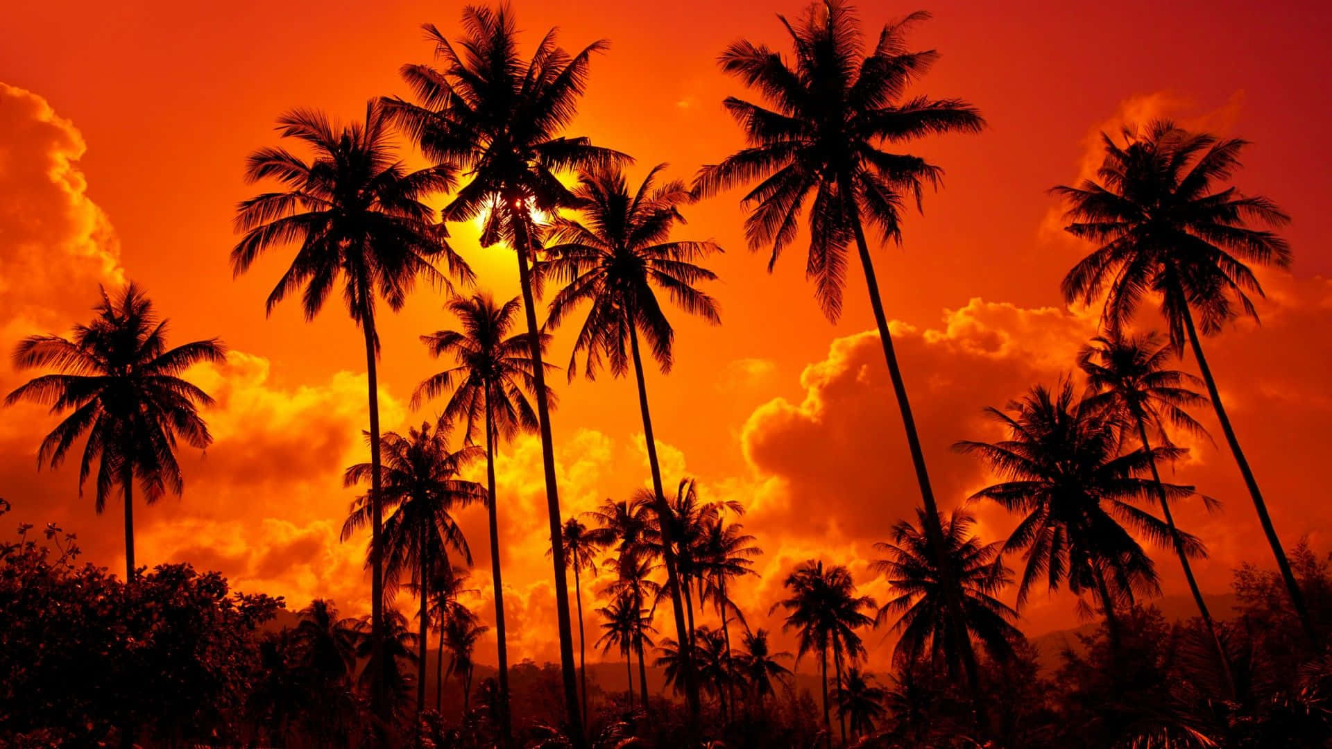 Sunset With Palm Tree Red Sky