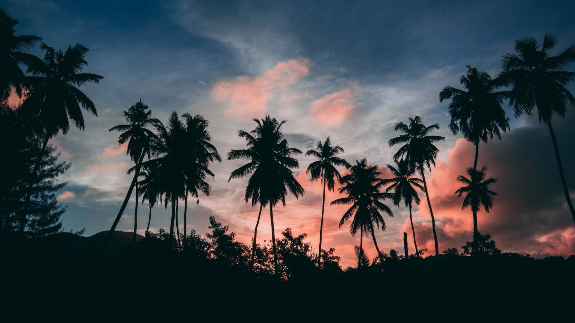 Sunset With Palm Tree Silhouette