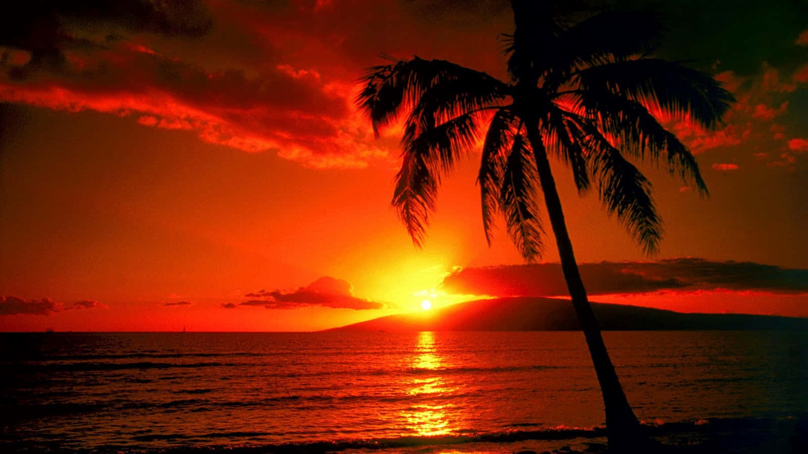 Sunset With Single Palm Tree Background