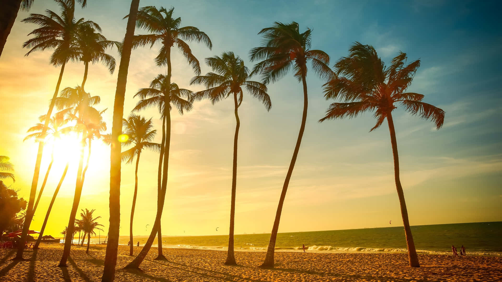 Sunset With Tall Palm Tree Background