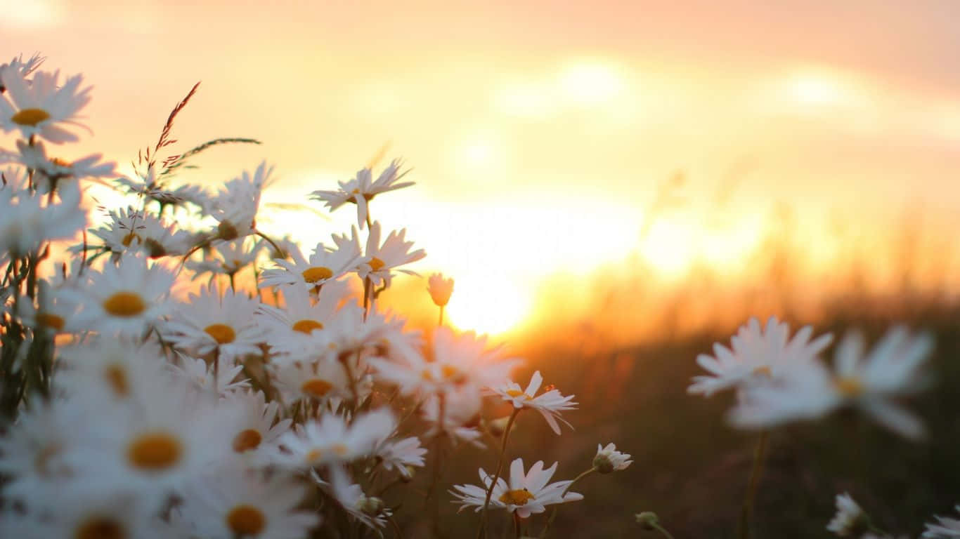 Sunset With White Daisy Flowers Laptop Background