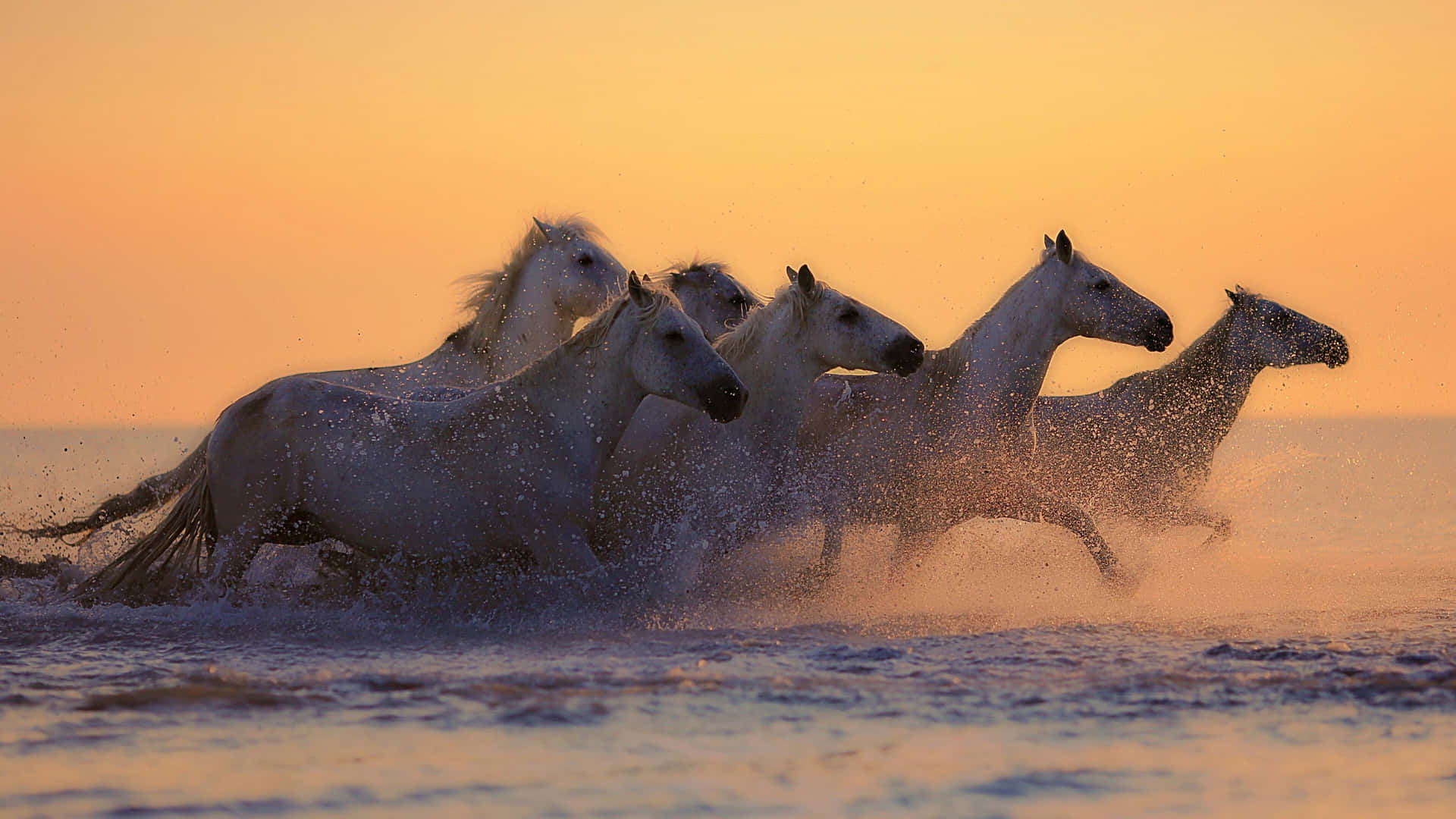 Sunset With White Horses 4k Monitor Background