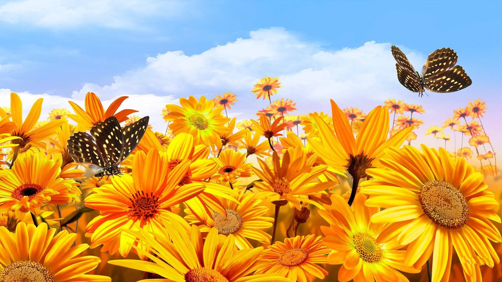 Sunshine Butterflies Sunflowers