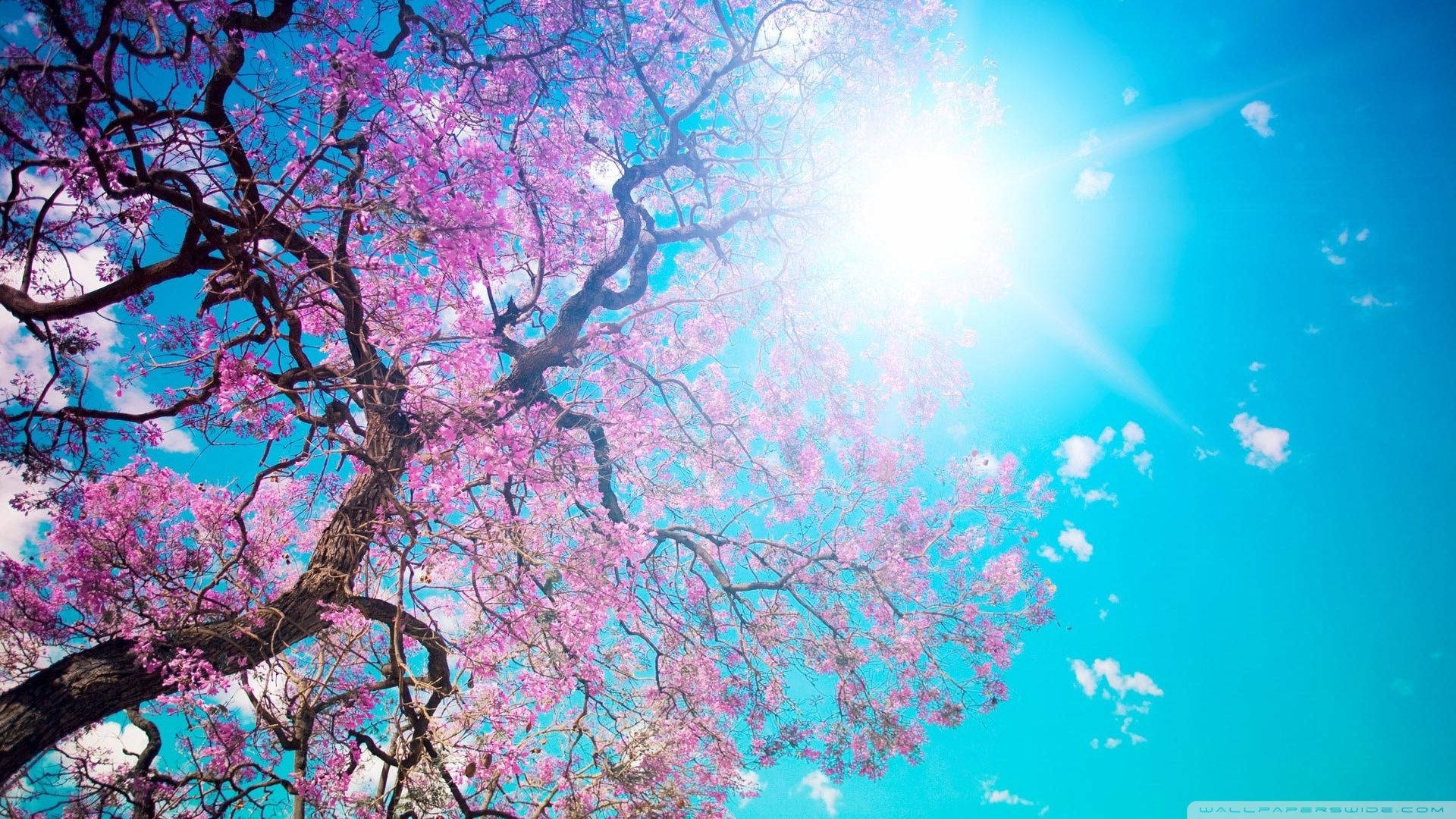 Sunshine Cherry Blossom Background