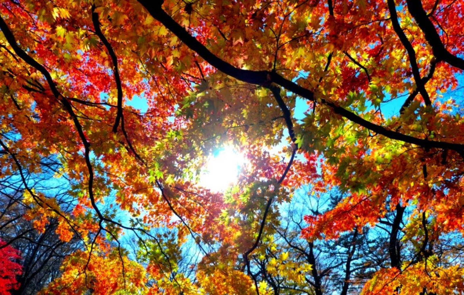 Sunshine Fall Season Background
