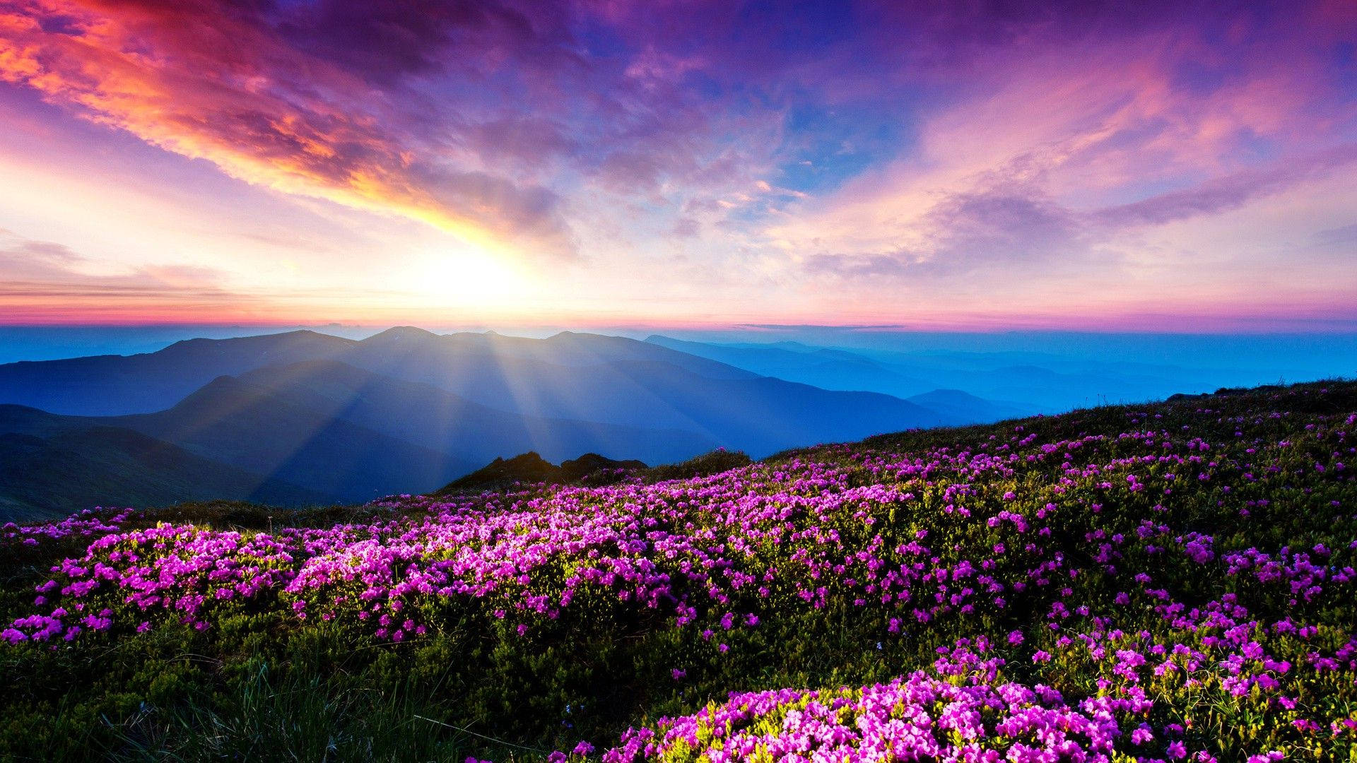 Sunshine Landscape Flower Background