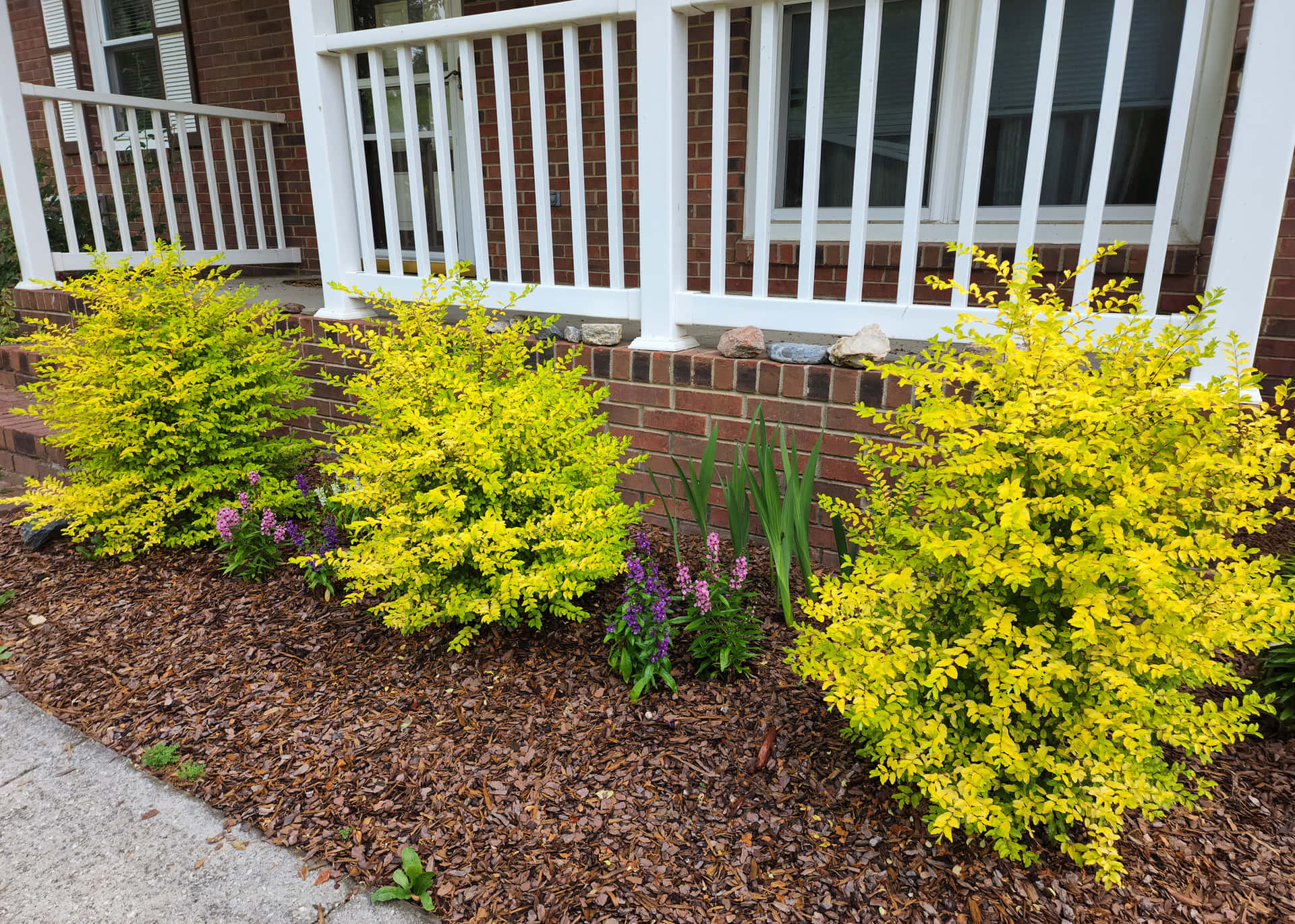 Sunshine Ligustrum Shrubs Front Flower Bed Background