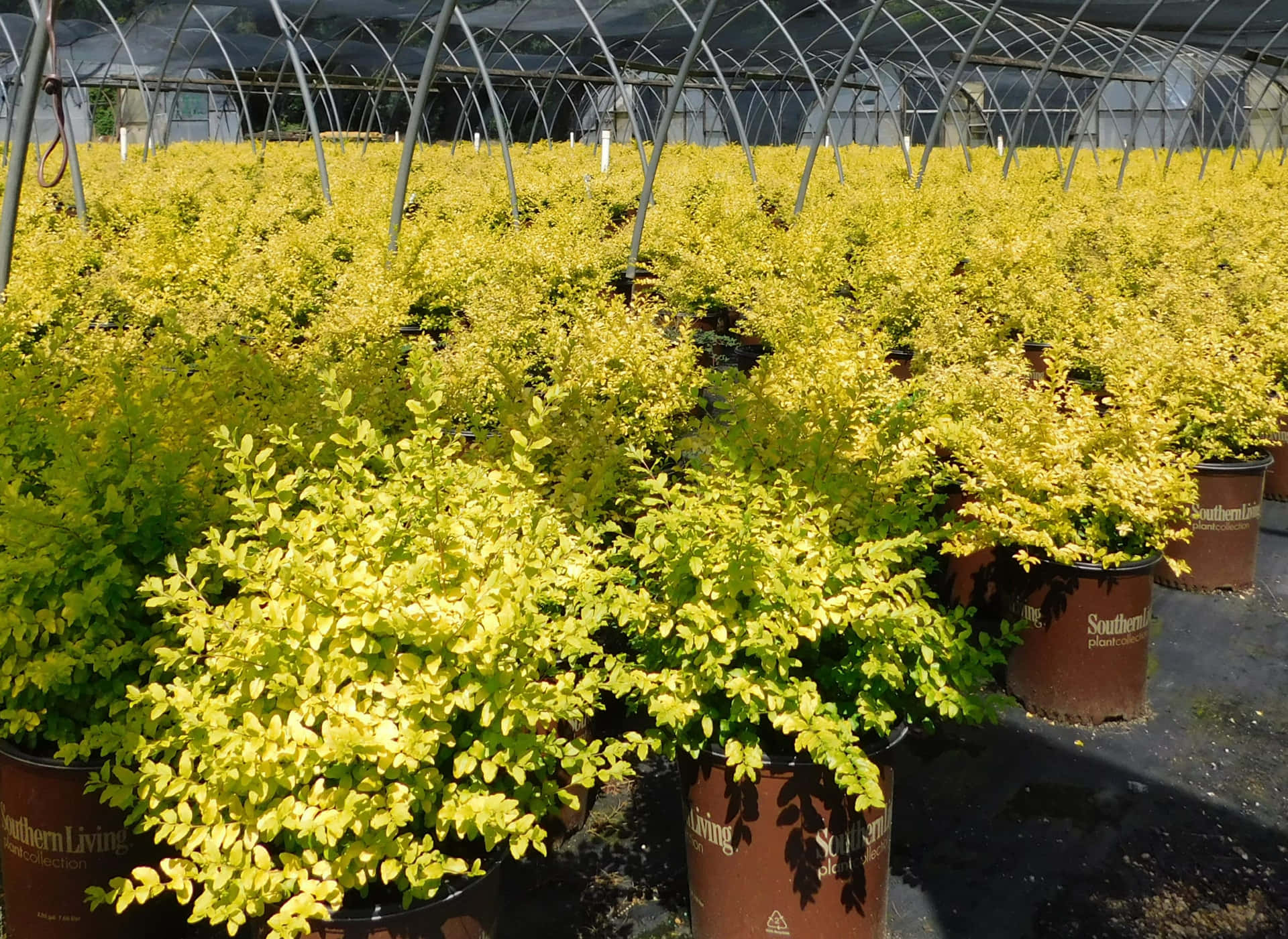 Sunshine Ligustrum Shrubs Inside A Greenhouse Background