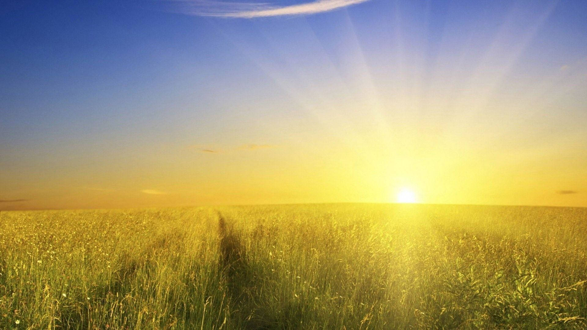 Sunshine Nature Meadow Background
