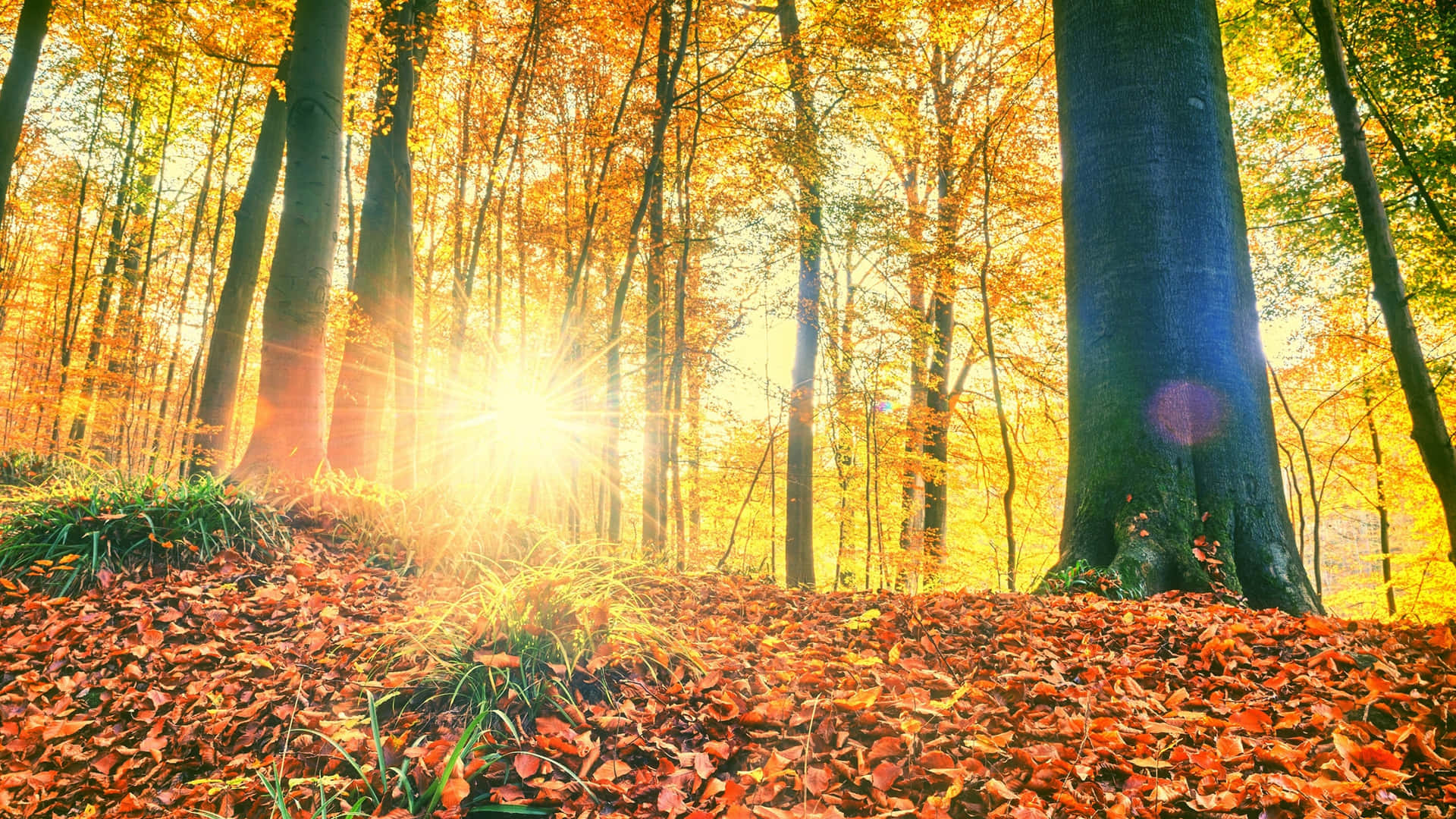 Sunshine Passing Through Trees Background