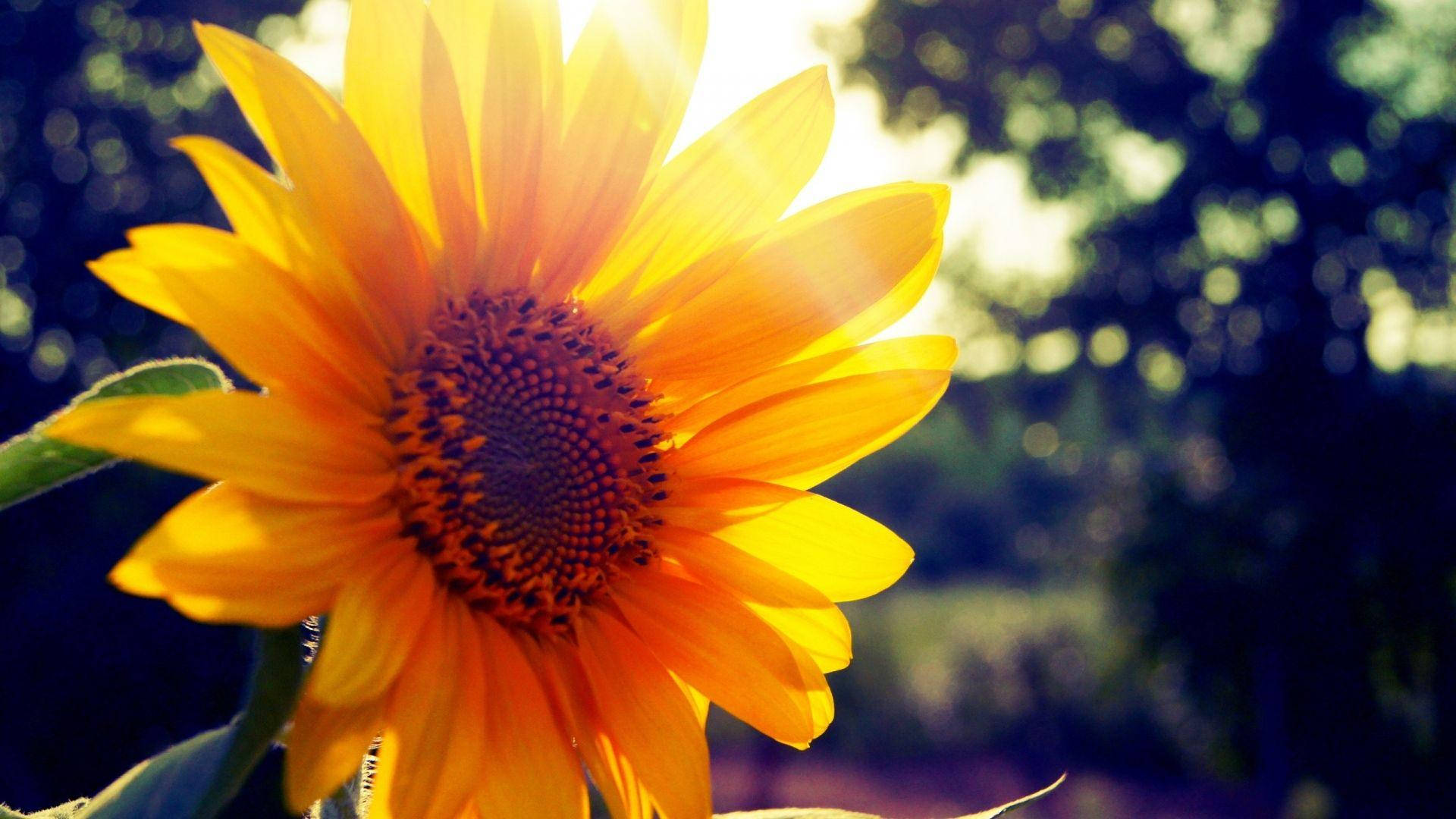 Sunshine Sunflower Nature