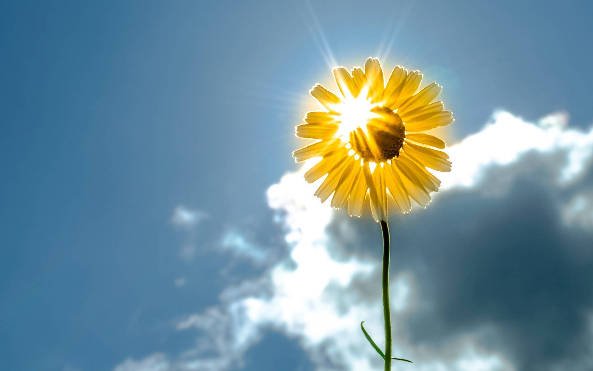 Sunshine Sunflower Sky Background