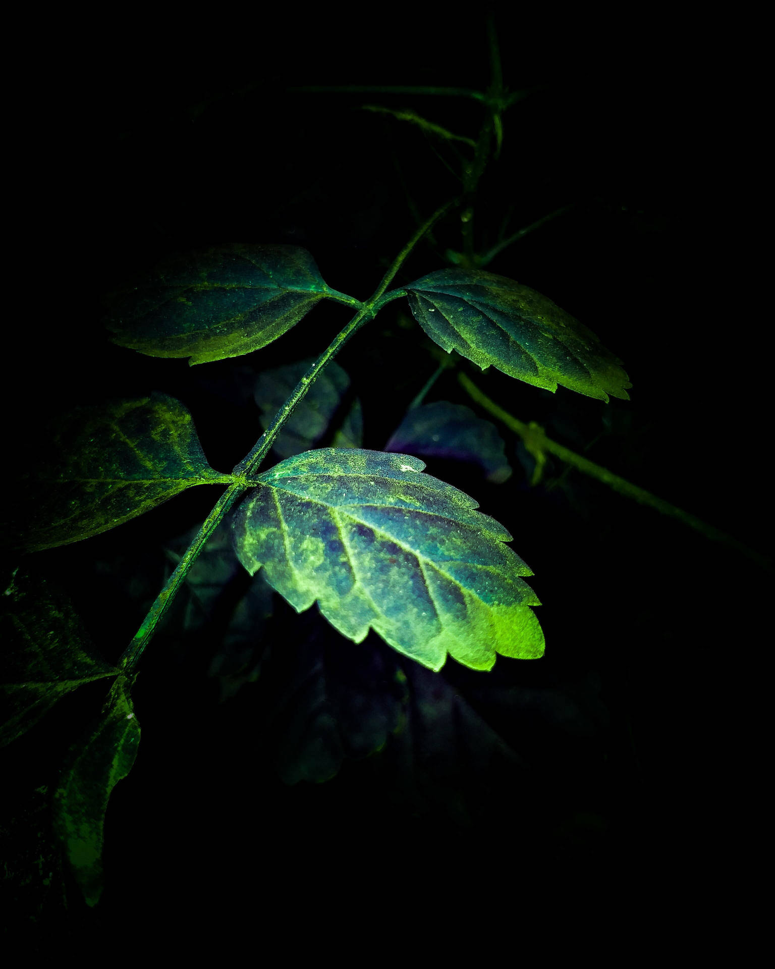 Super Amoled Green Leaves Background