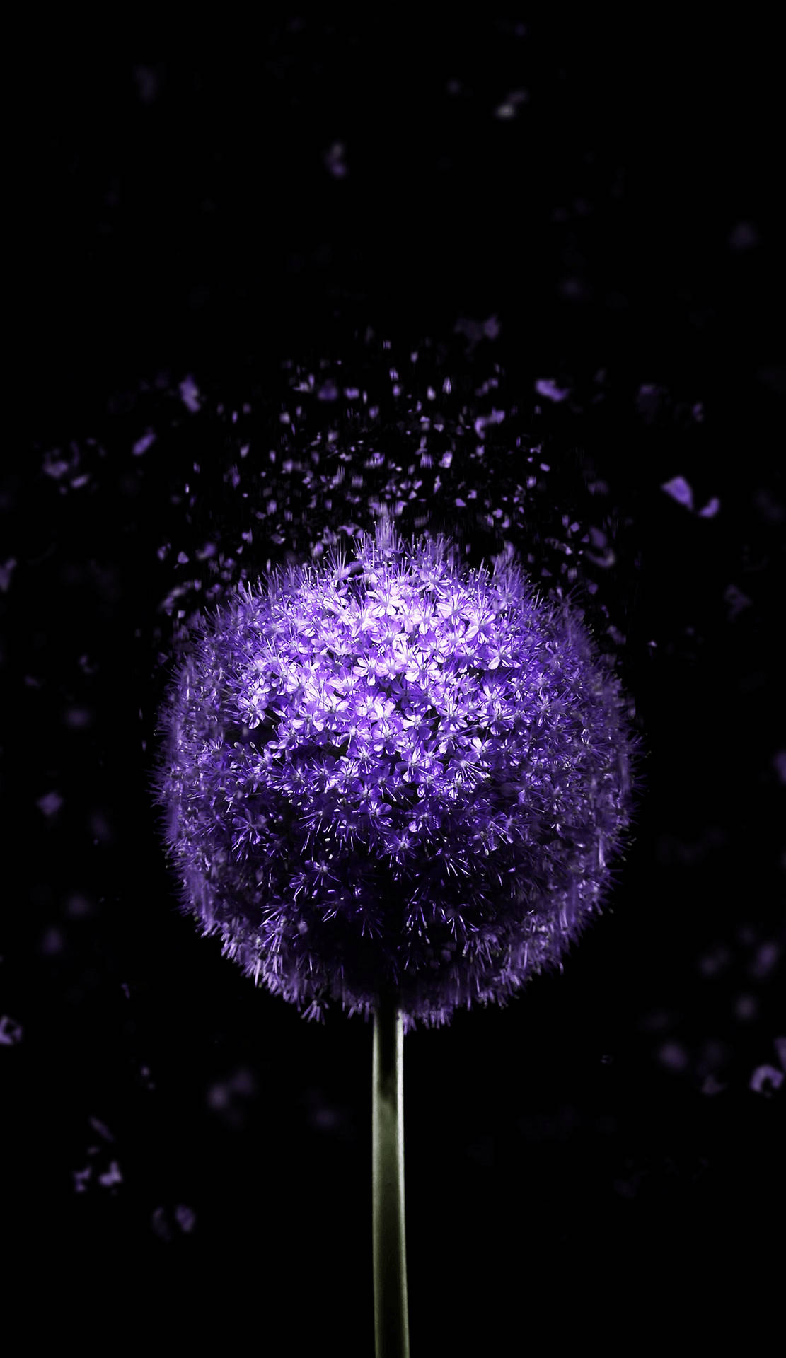 Super Amoled Purple Dandelion Background