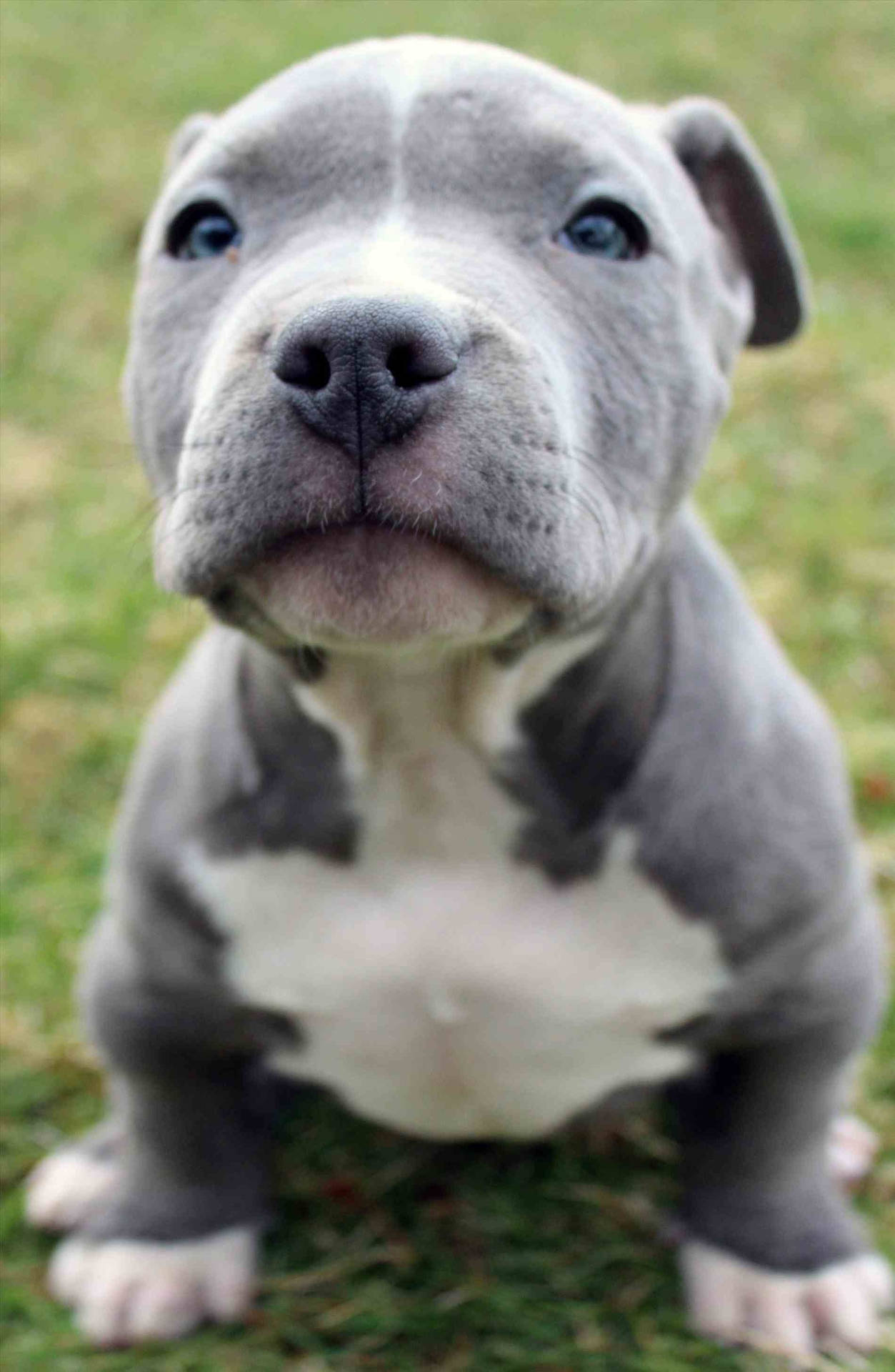Super Cute Pitbull Puppy Background