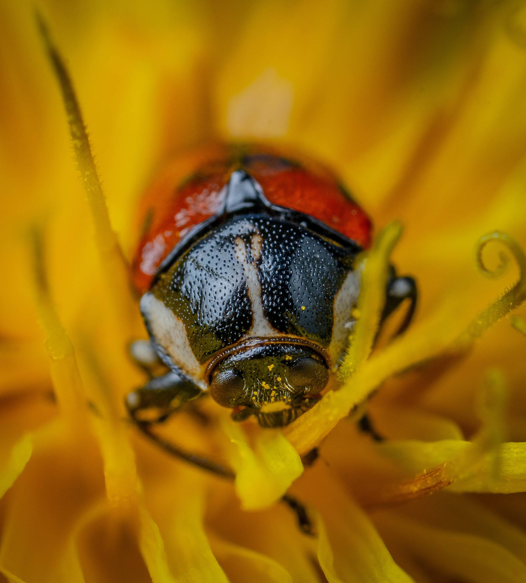 Super High Resolution Ladybug Background