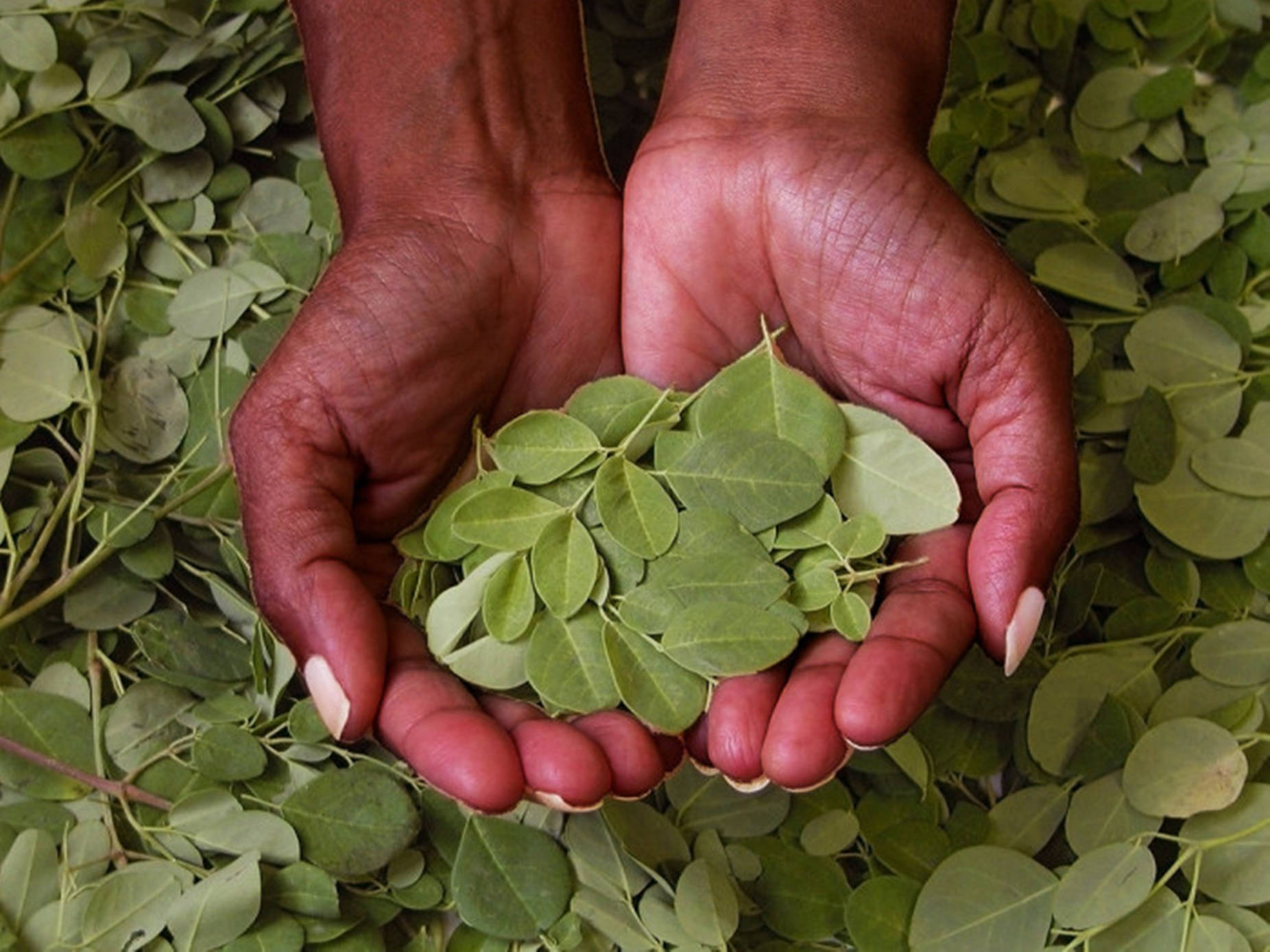 Superfood Moringa In Cupped Hands