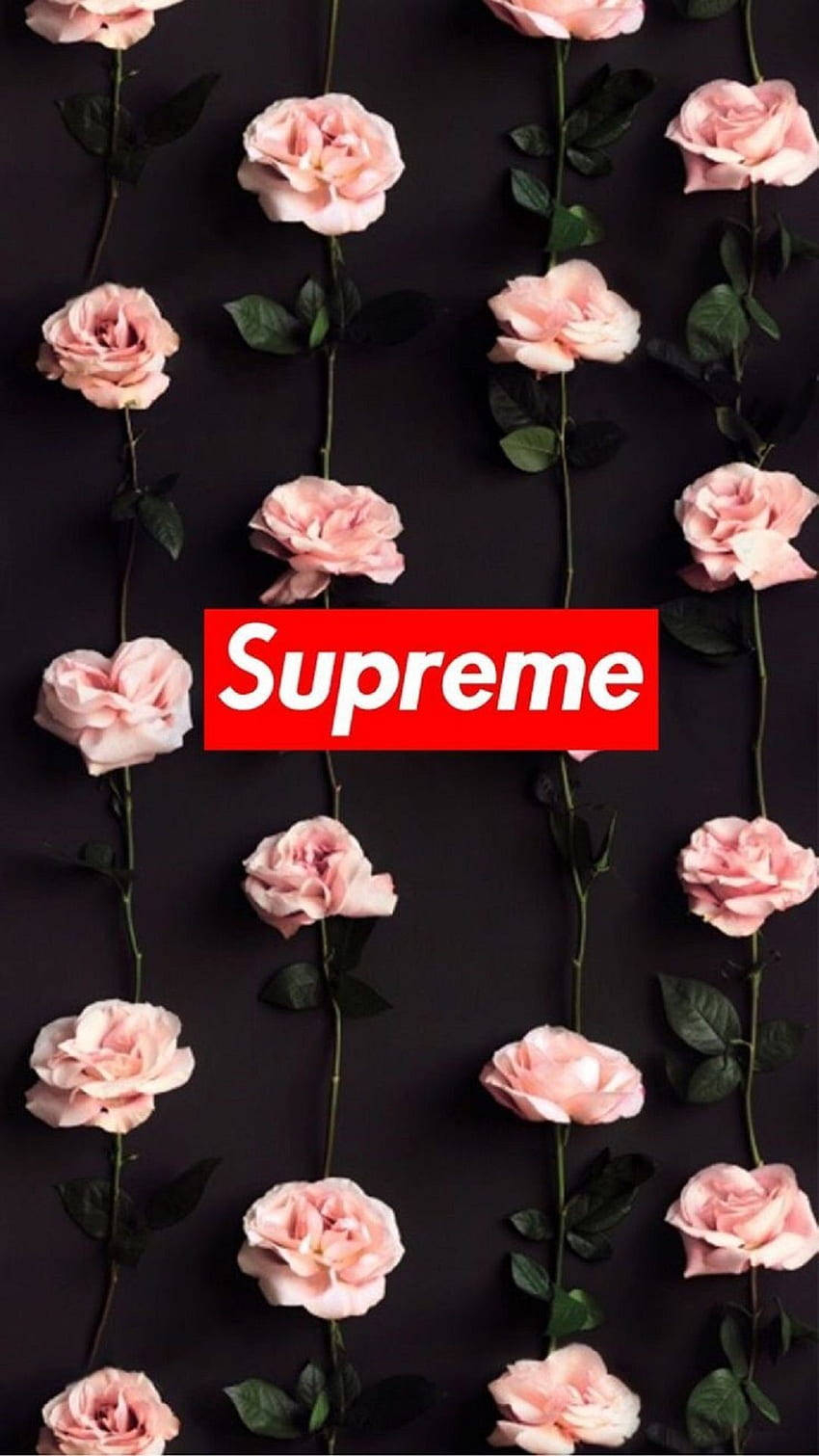 Supreme Aesthetic Pink Roses Background