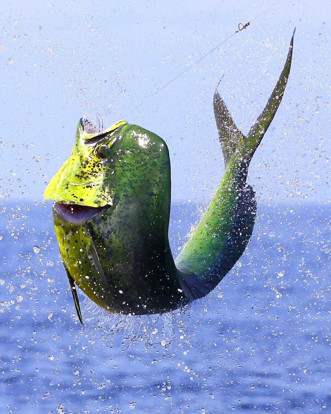 Surface Dwelling Ray-finned Mahi-mahi Fish