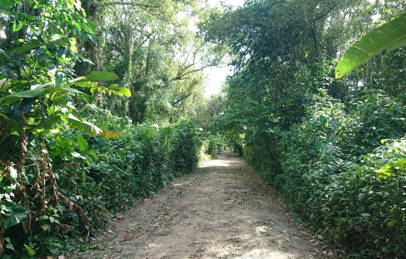 Suriname Garden Background