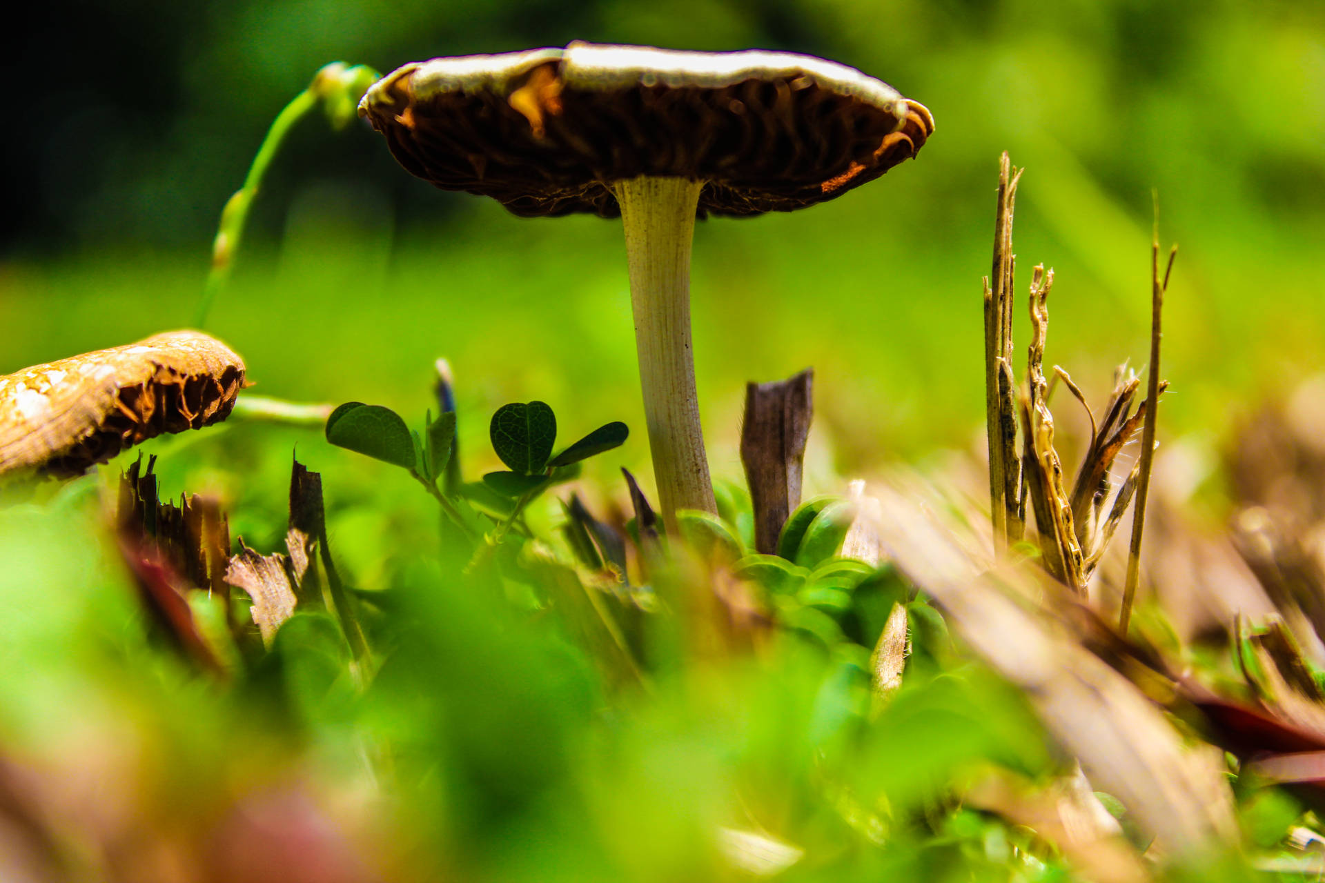 Suriname Mushroom Background