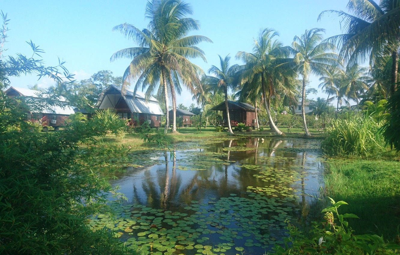 Suriname Swamp Background